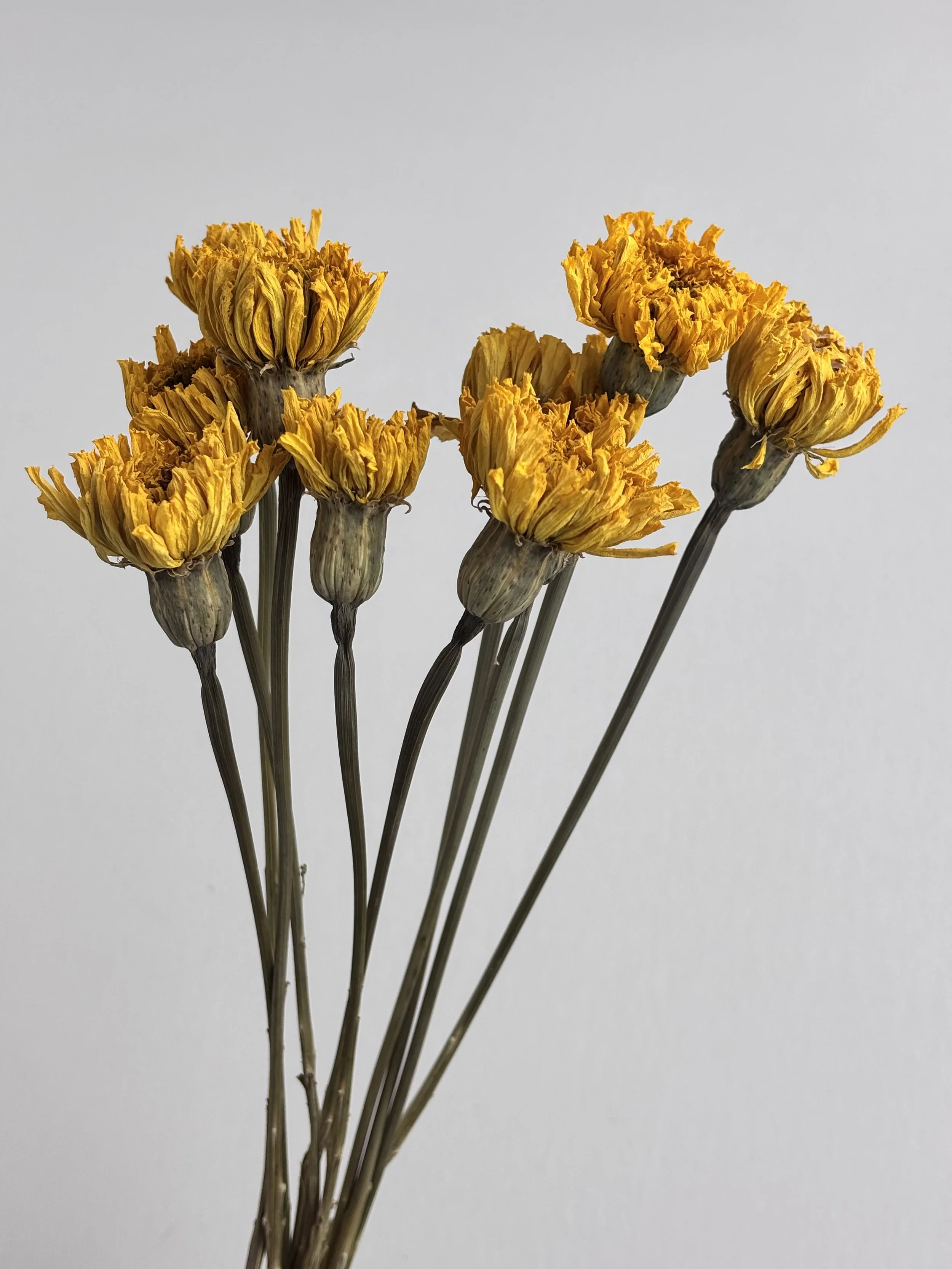 Dried Marigold Bouquet