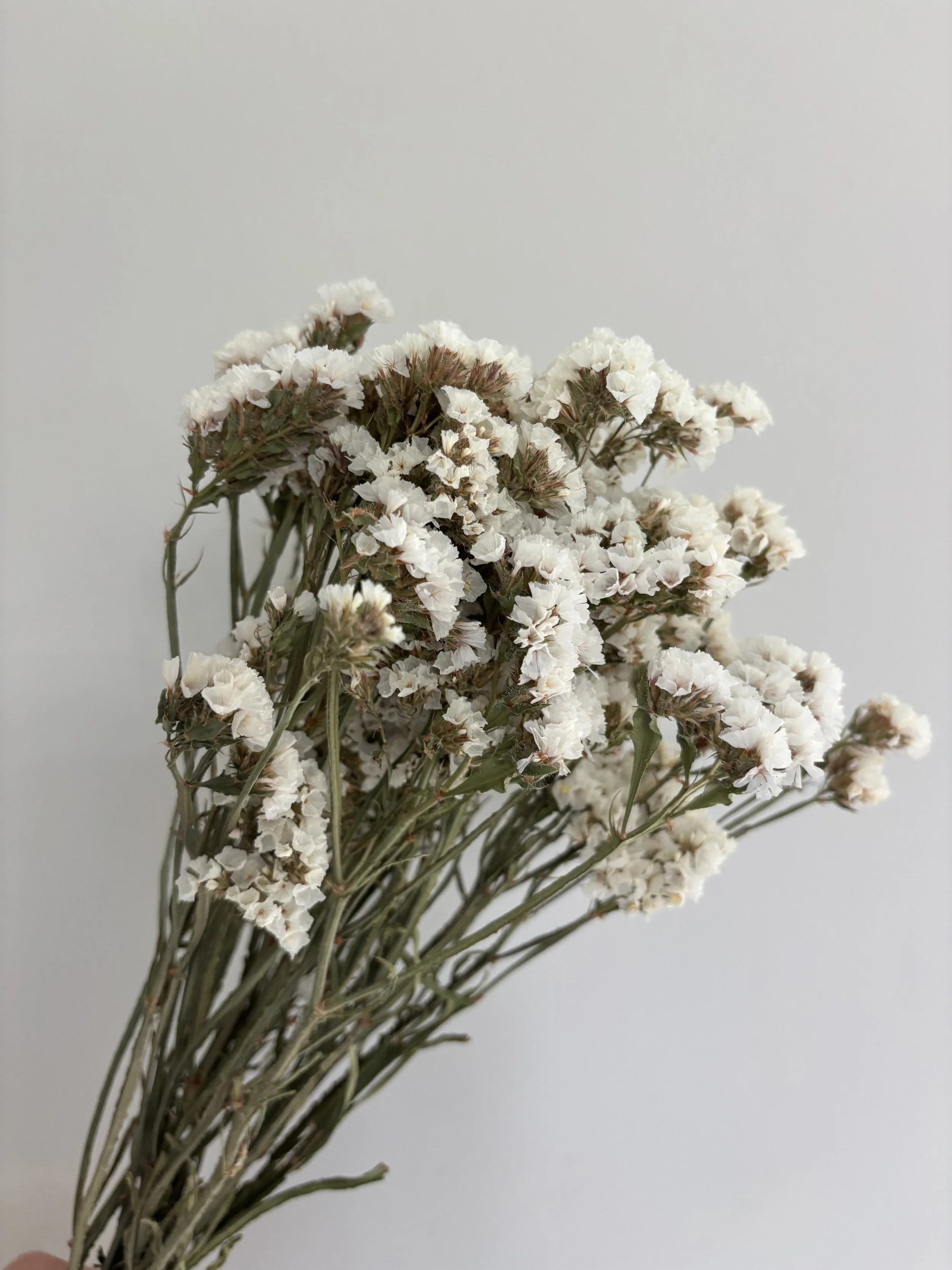 Dried Statice Ivory