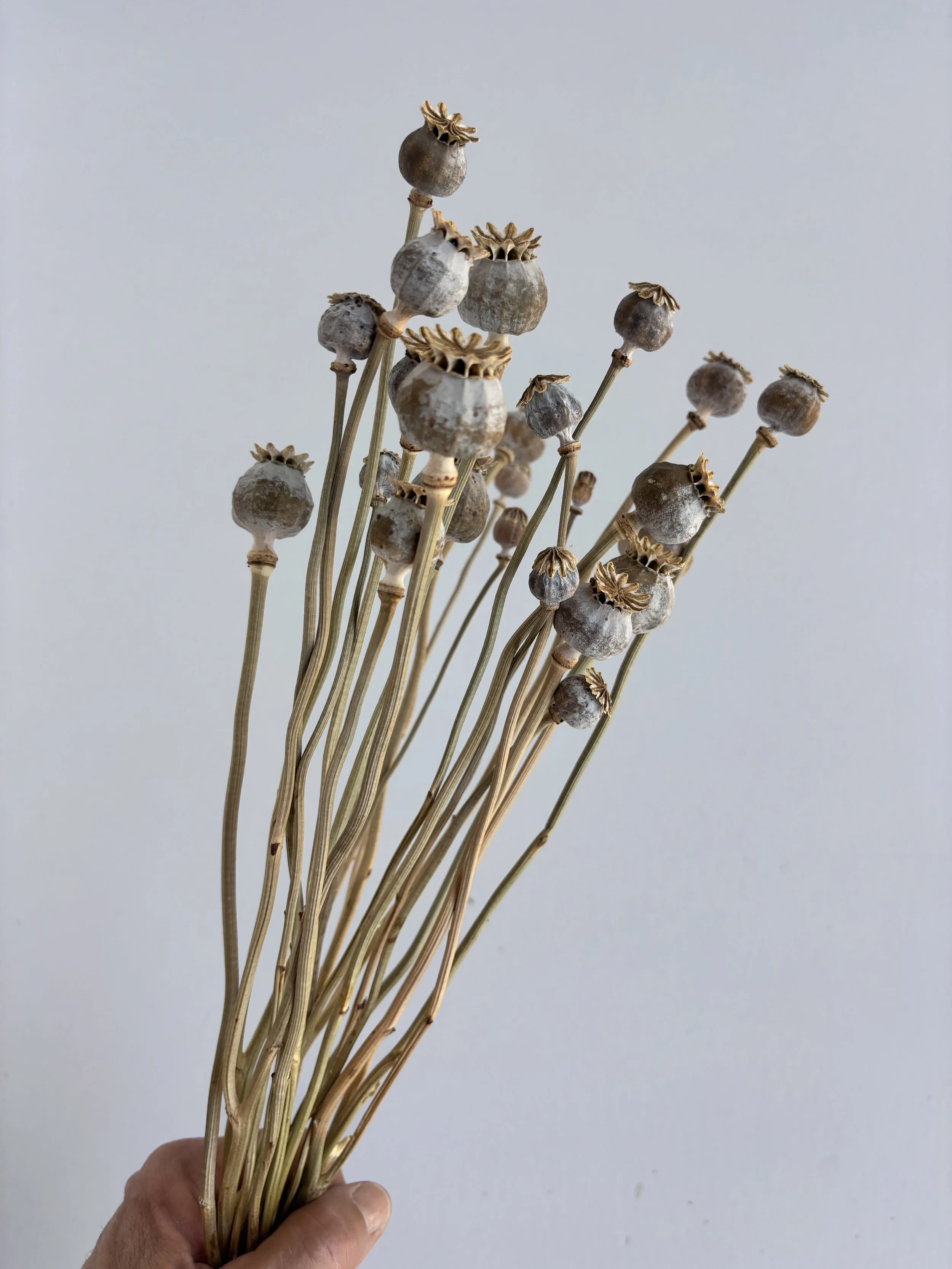 Dried Poppy Pods