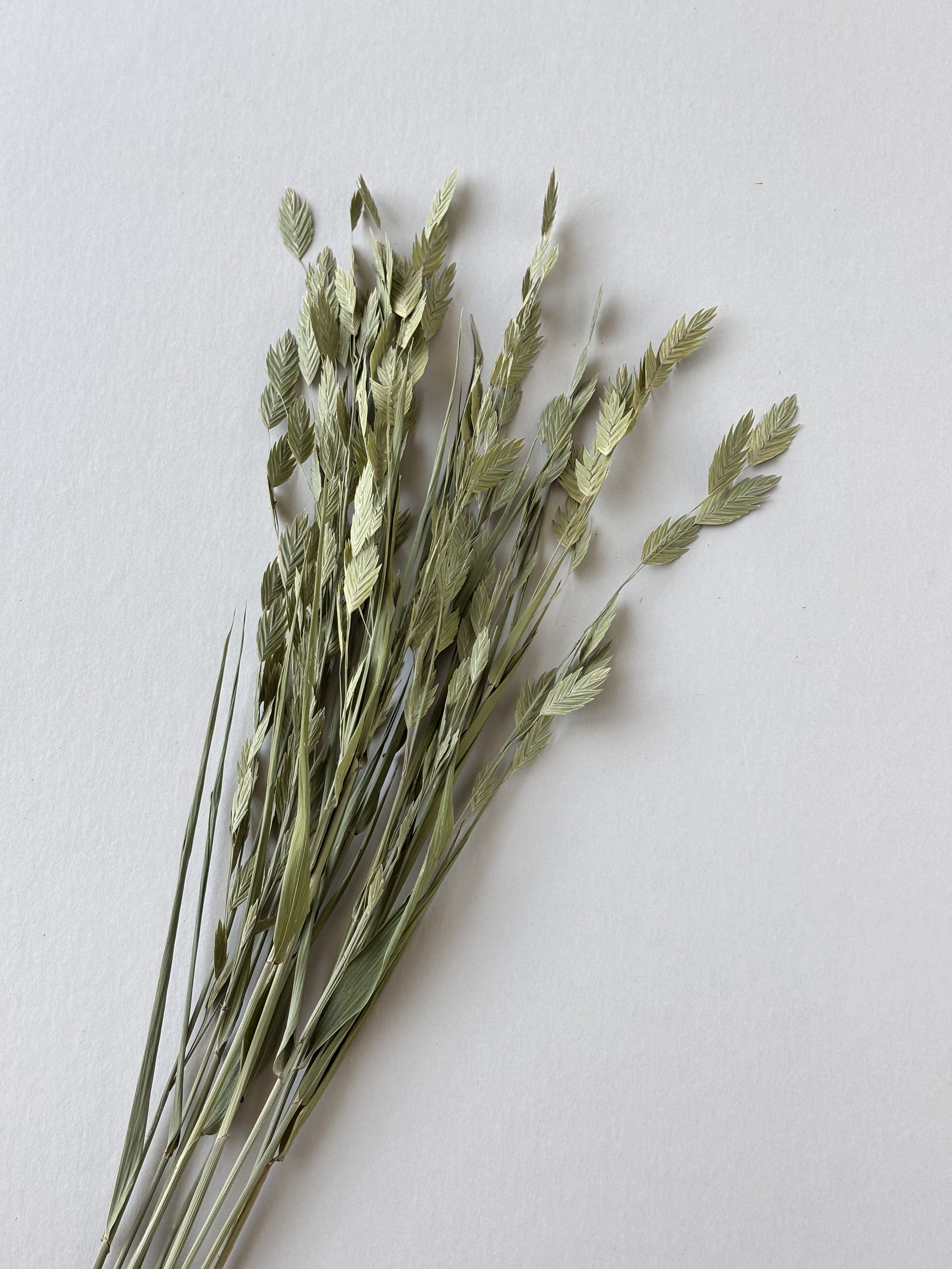 Dried Oats Green