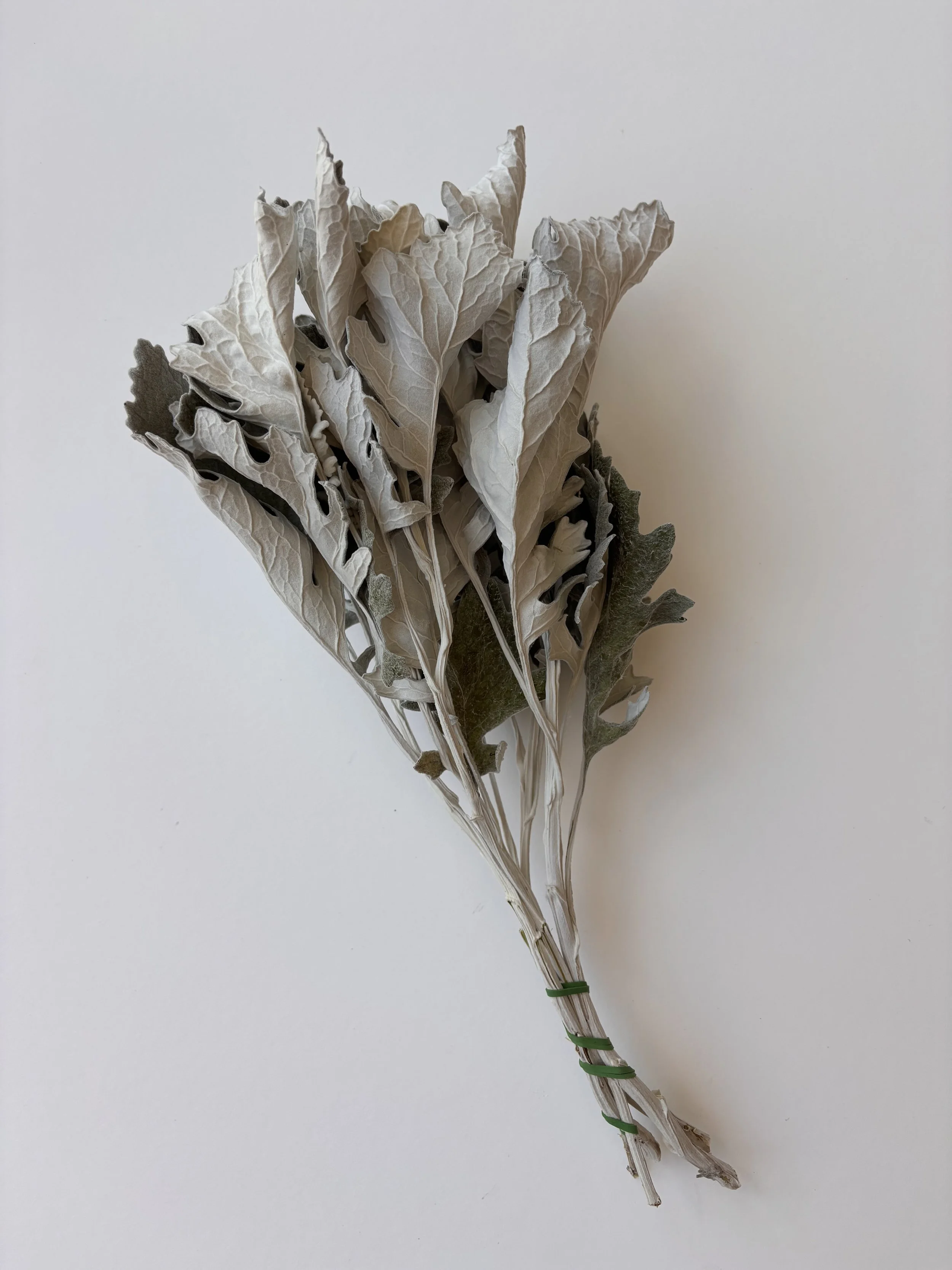Dried Dusty Miller