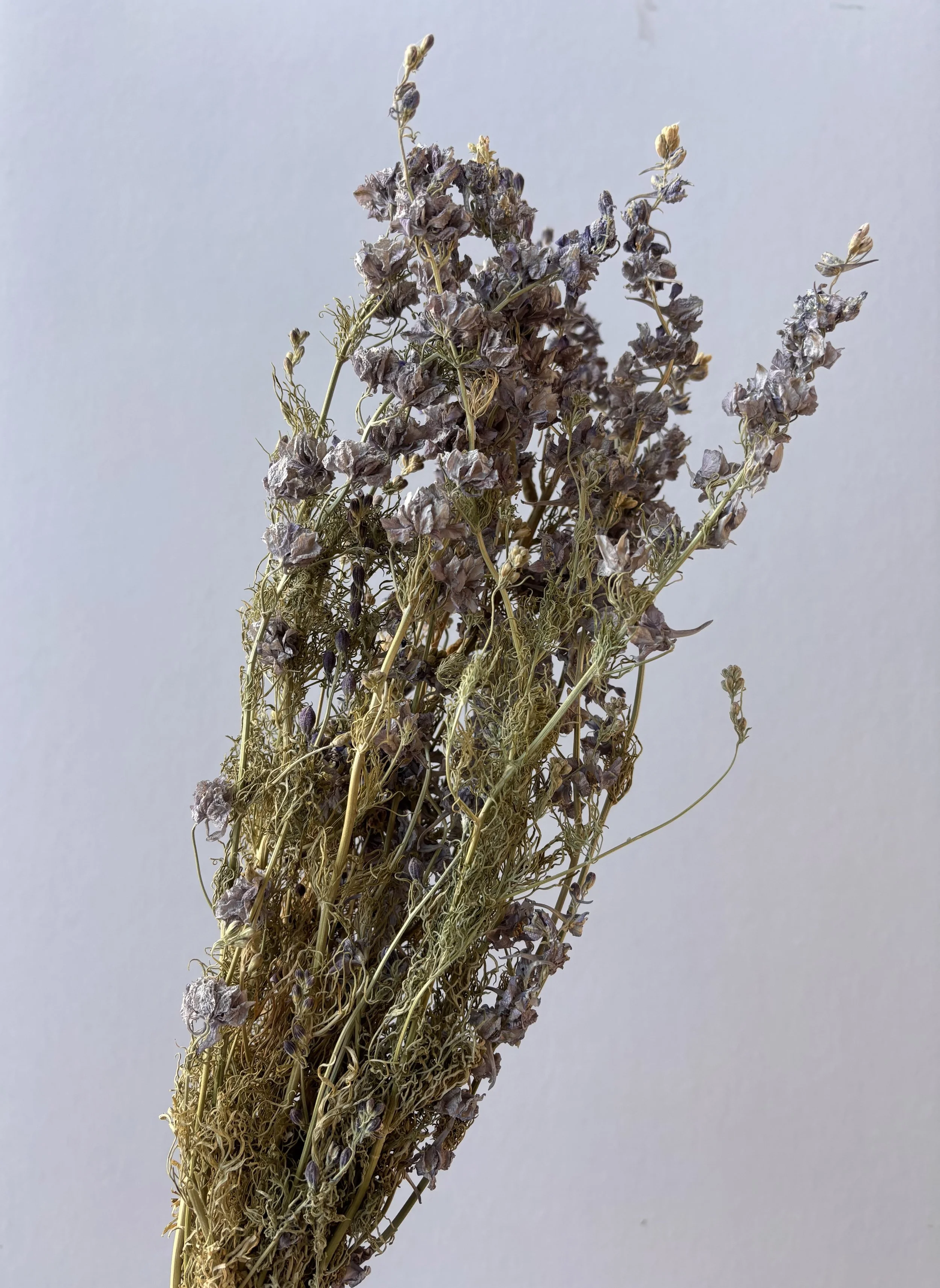 Dried Larkspur Lavender