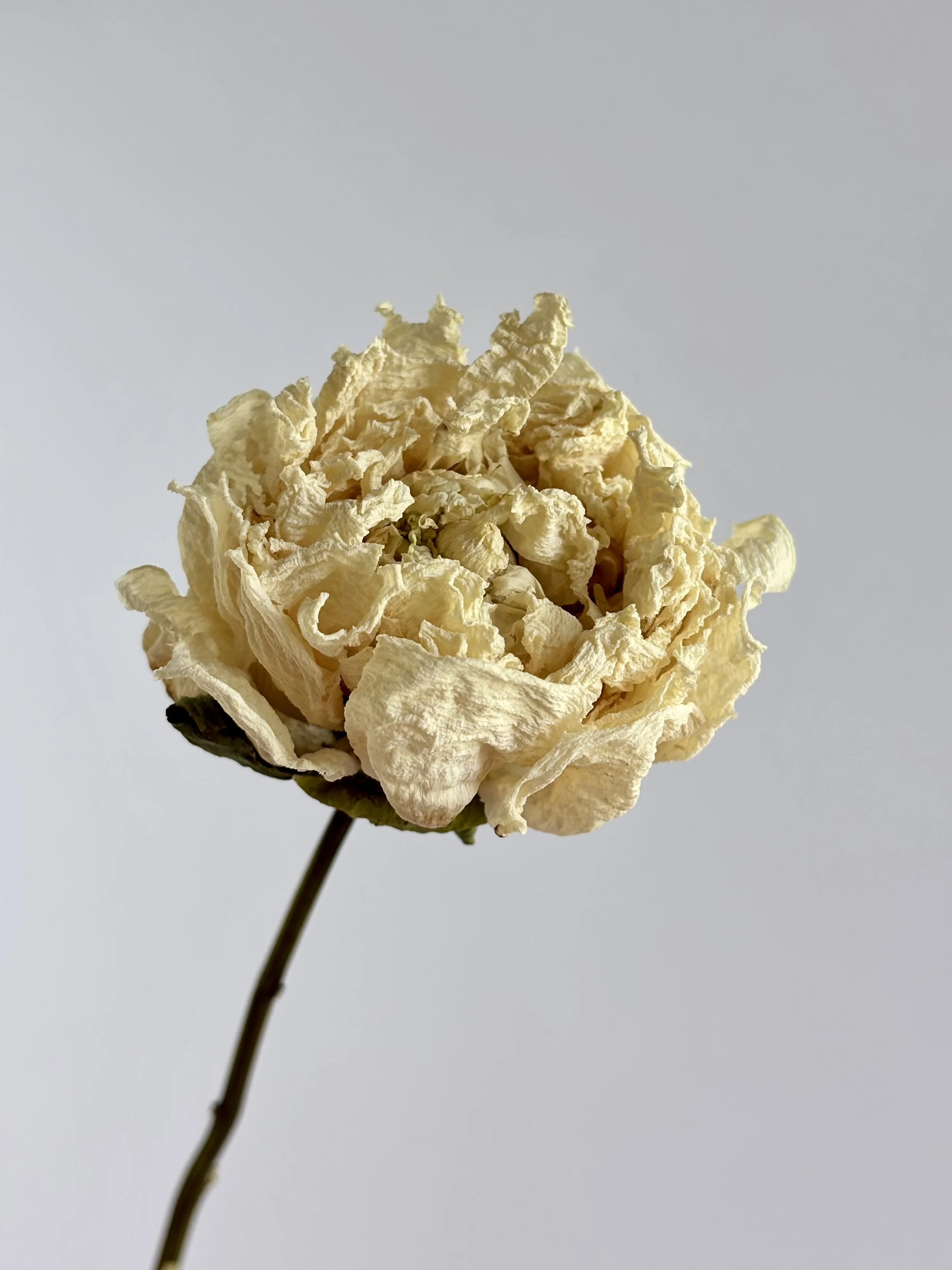 Dried Peony Ivory