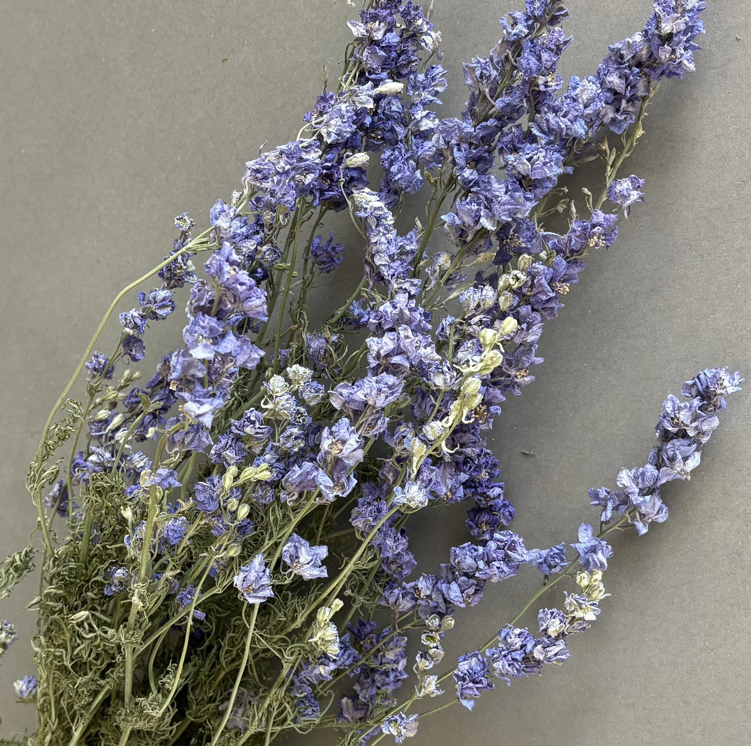 Dried Larkspur Blue