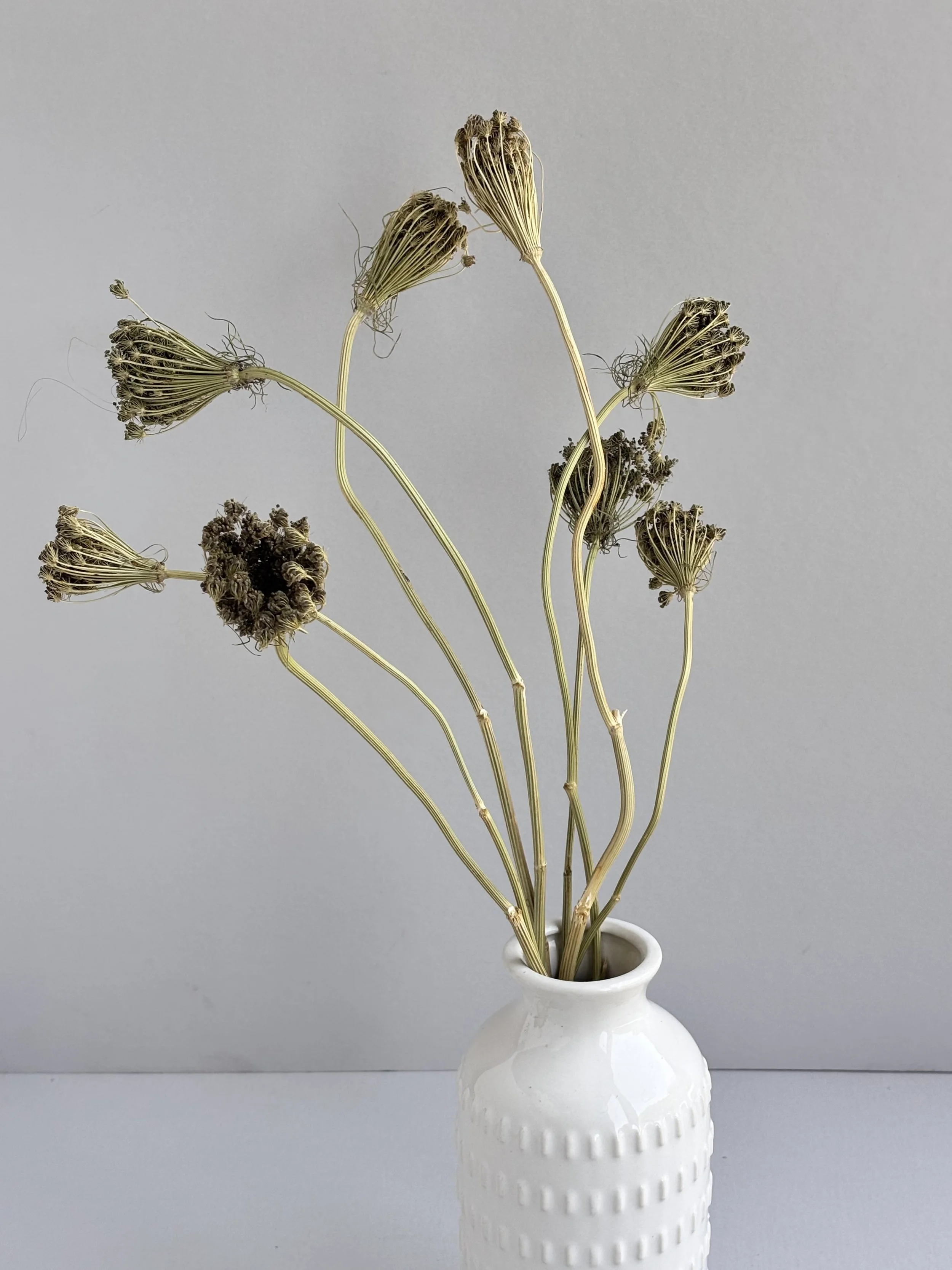 Dried Ammi Green