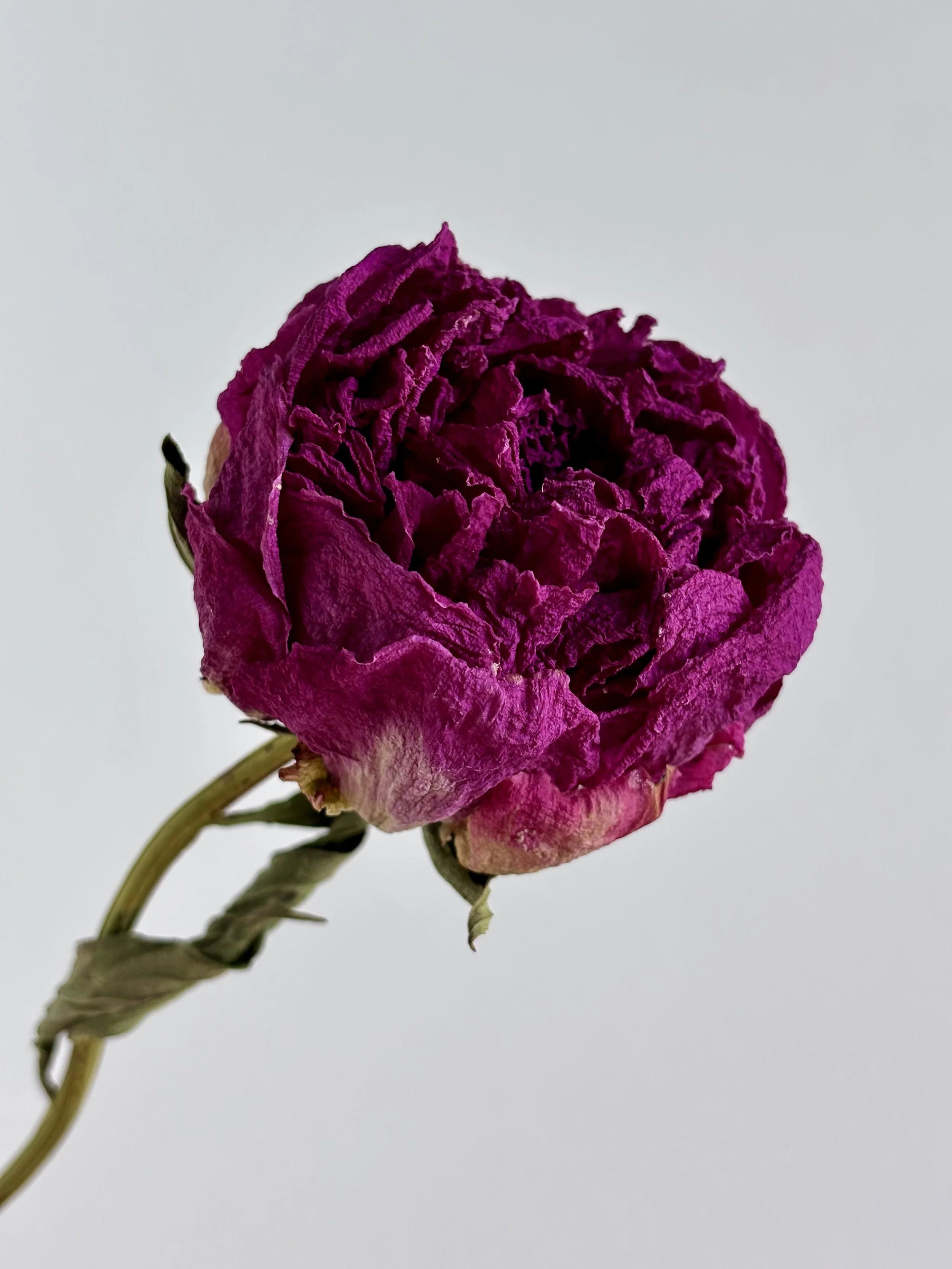 IMG_5687.jpeg