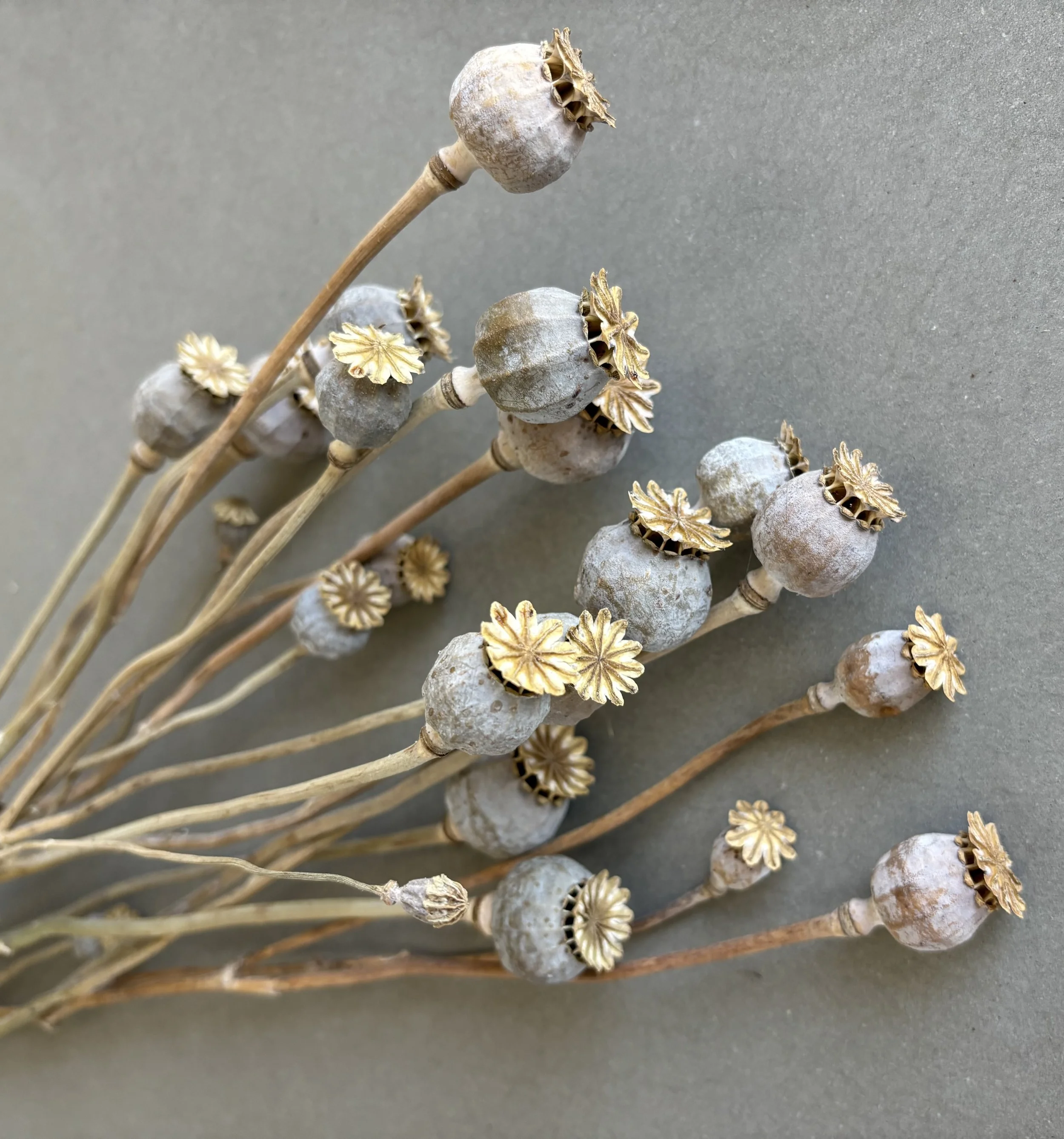 Dried Poppy Pods