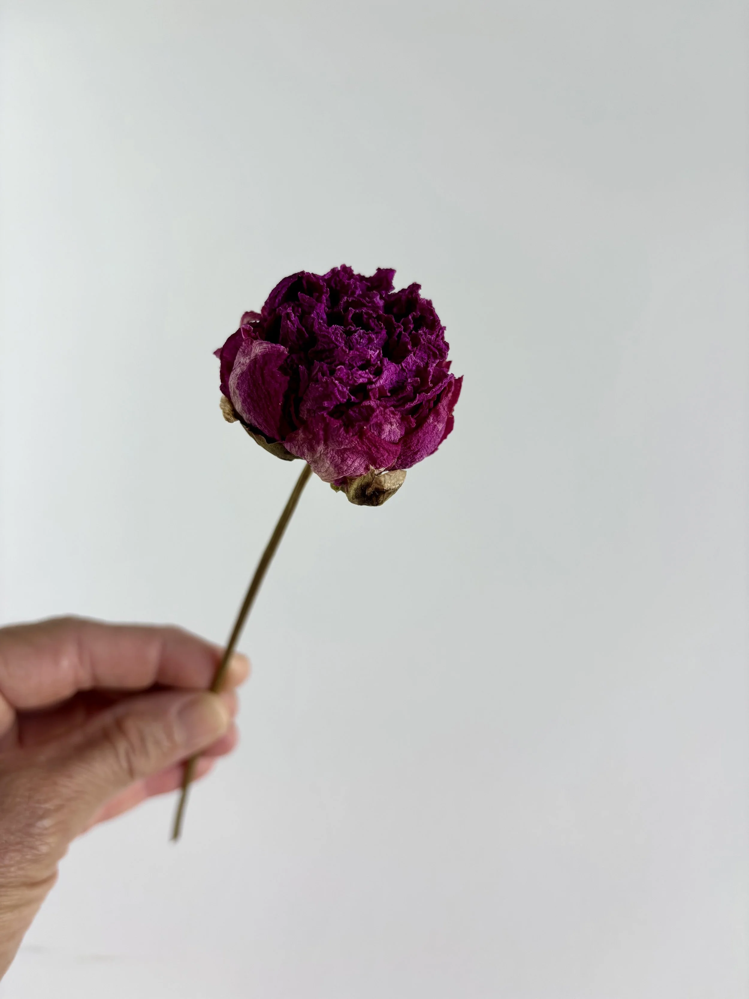 IMG_5668.jpeg