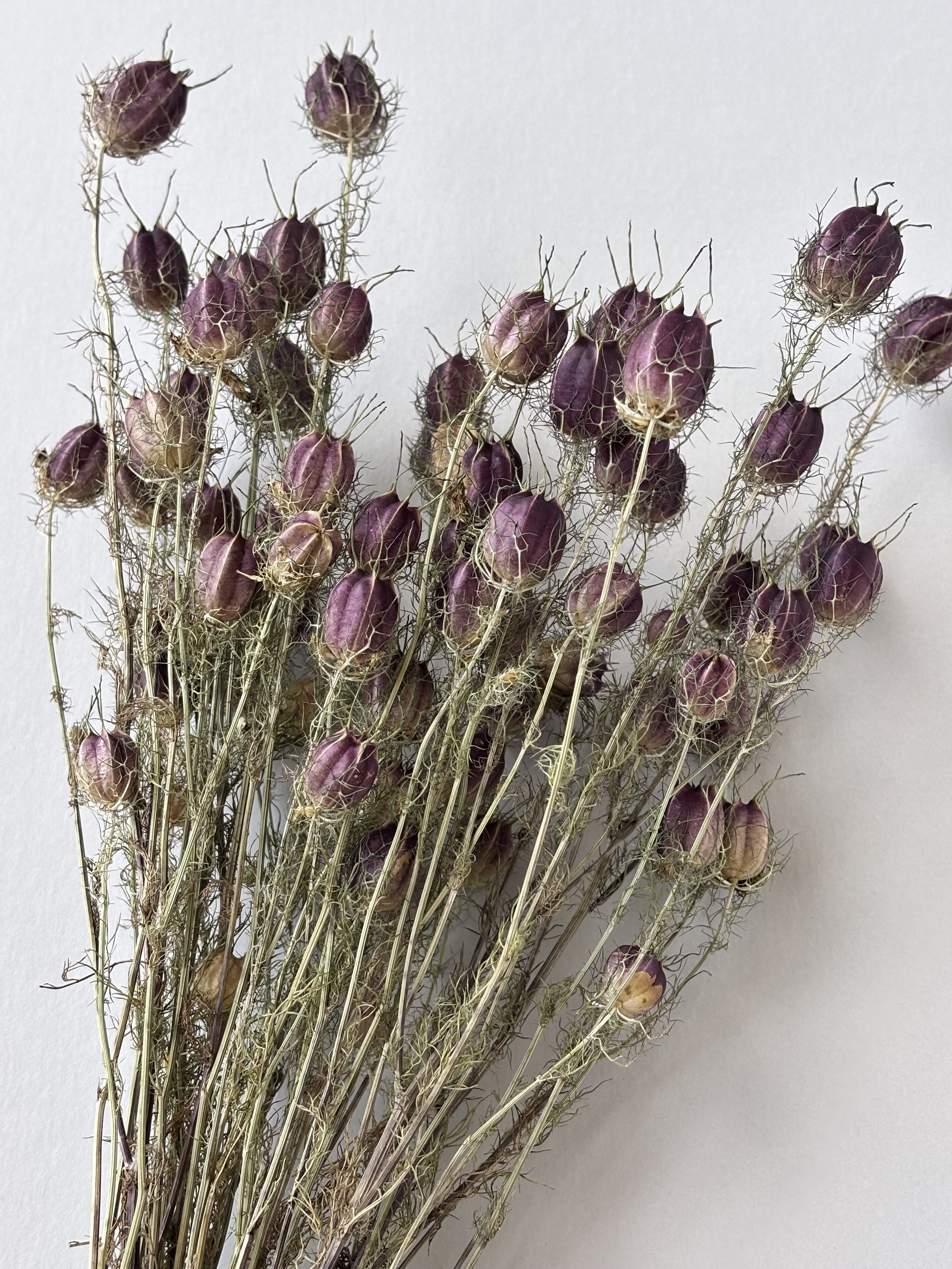 Dried Nigella Pods