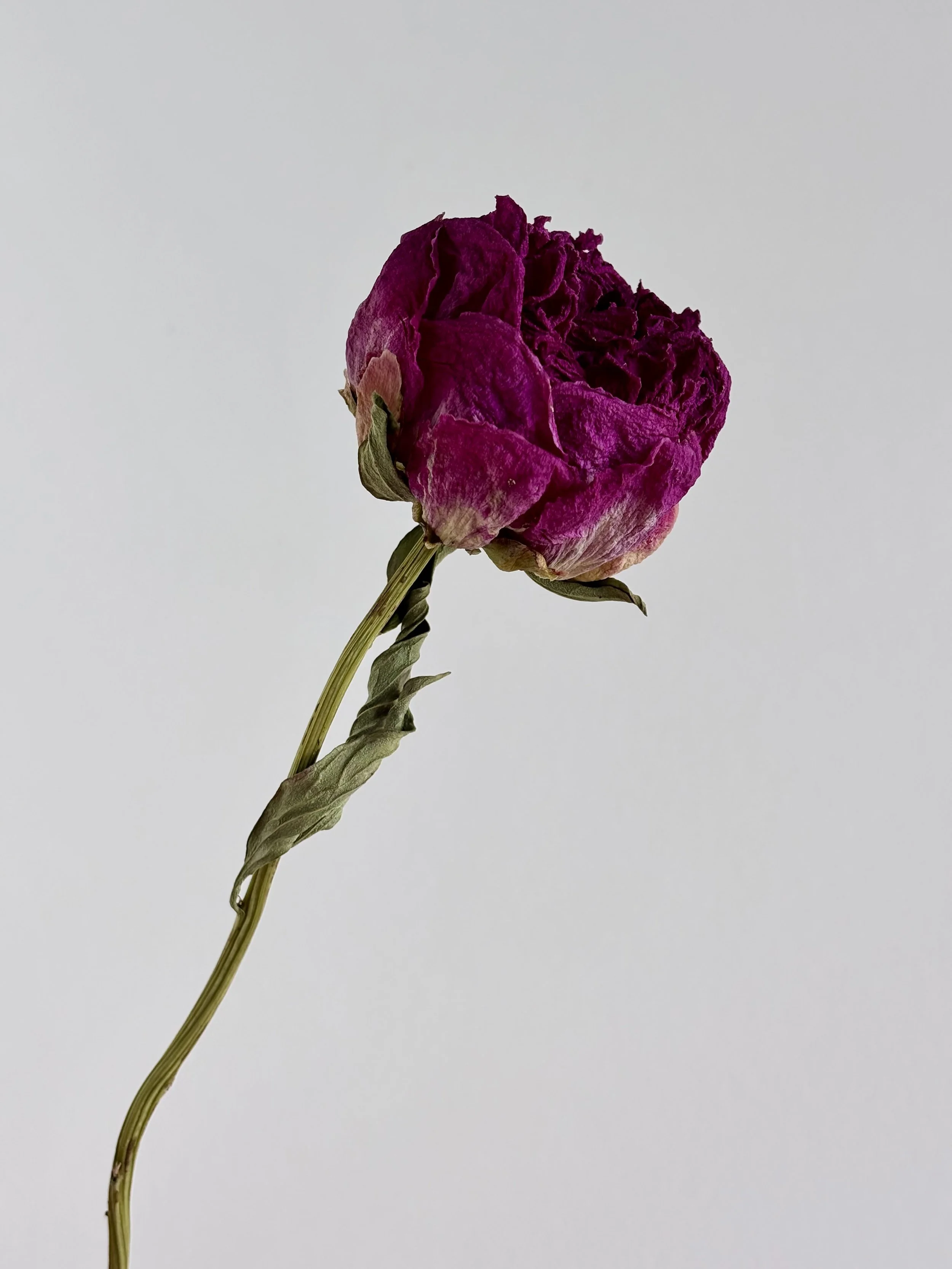 Dried Peony Dark Pink