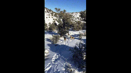 Cougar in tree.gif
