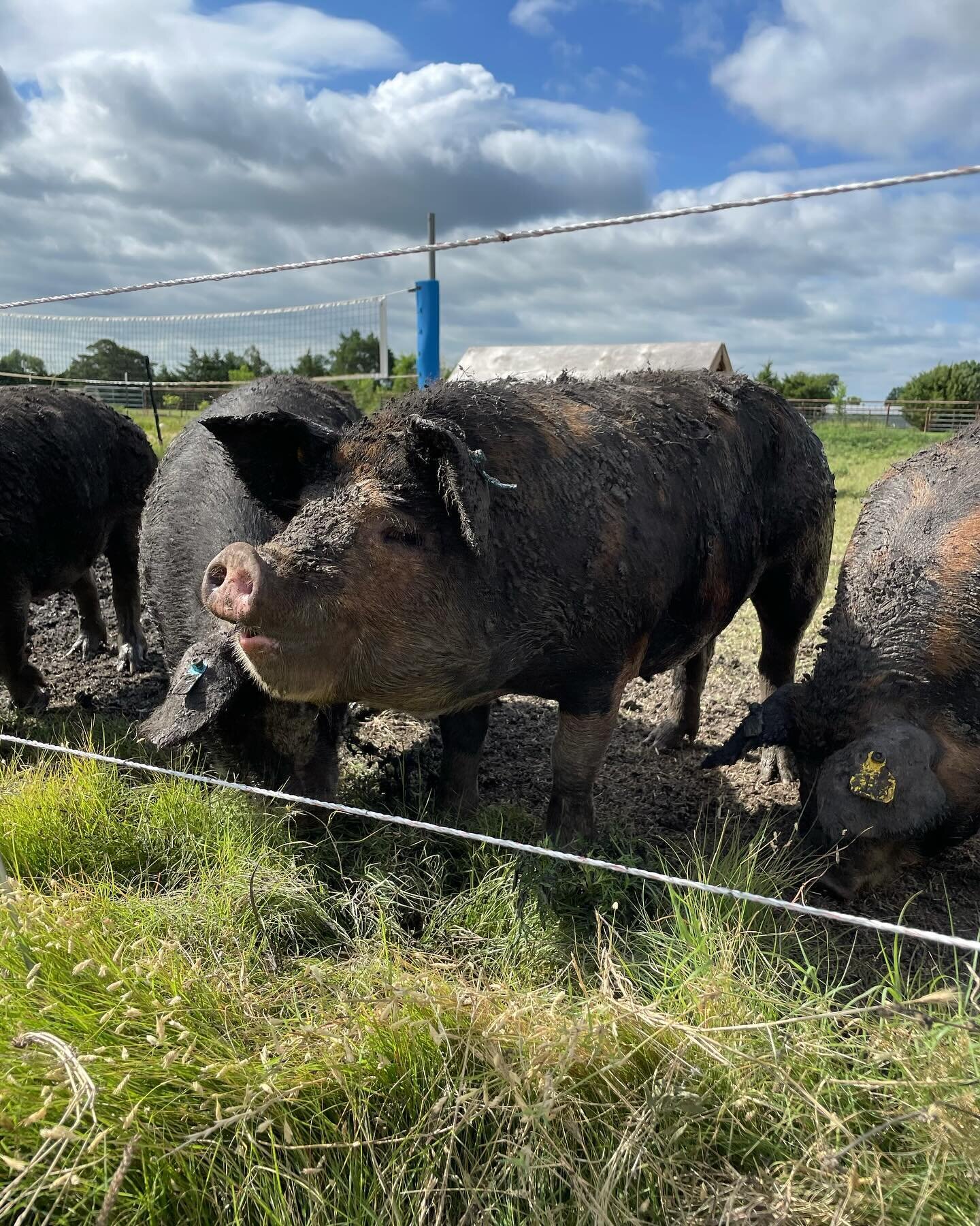 NEW BLOG POST!
.
(In which is contained an) Exciting announcement: Elmwood Farm is getting two Idaho Pasture Pigs soon! Read more on the blog to hear the why and the how!
.
Also, we are having our Farm Workday this Saturday, 9am to Noon, where we wil