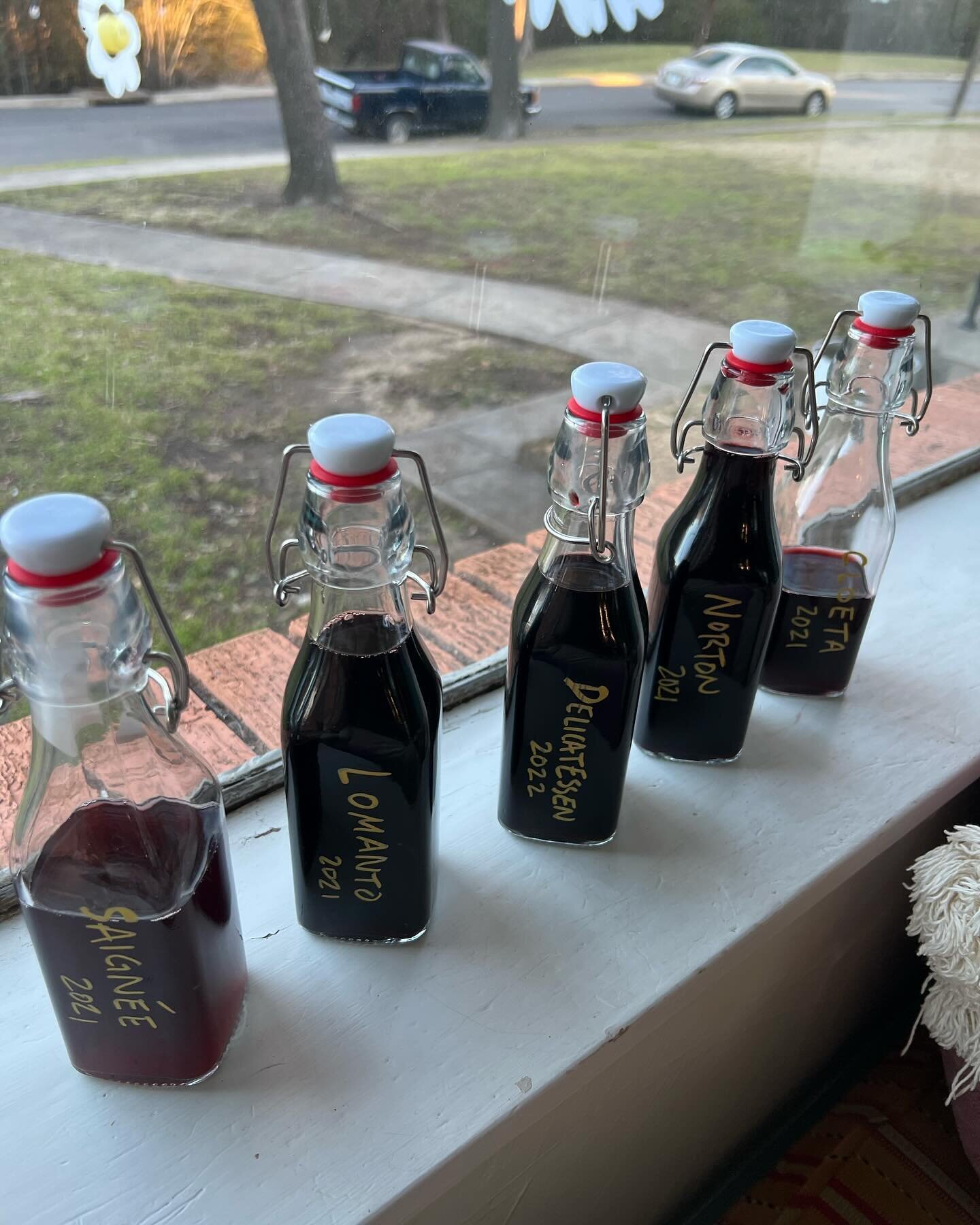 Vinegar Trial Update

We had successful acidification on all five native Texas Grape varietals! Cloeta was our favorite wine, we shall see if it remains our favorite after the vinegar mothers have spoken with it.

Taste testing soon! (Though we&rsquo