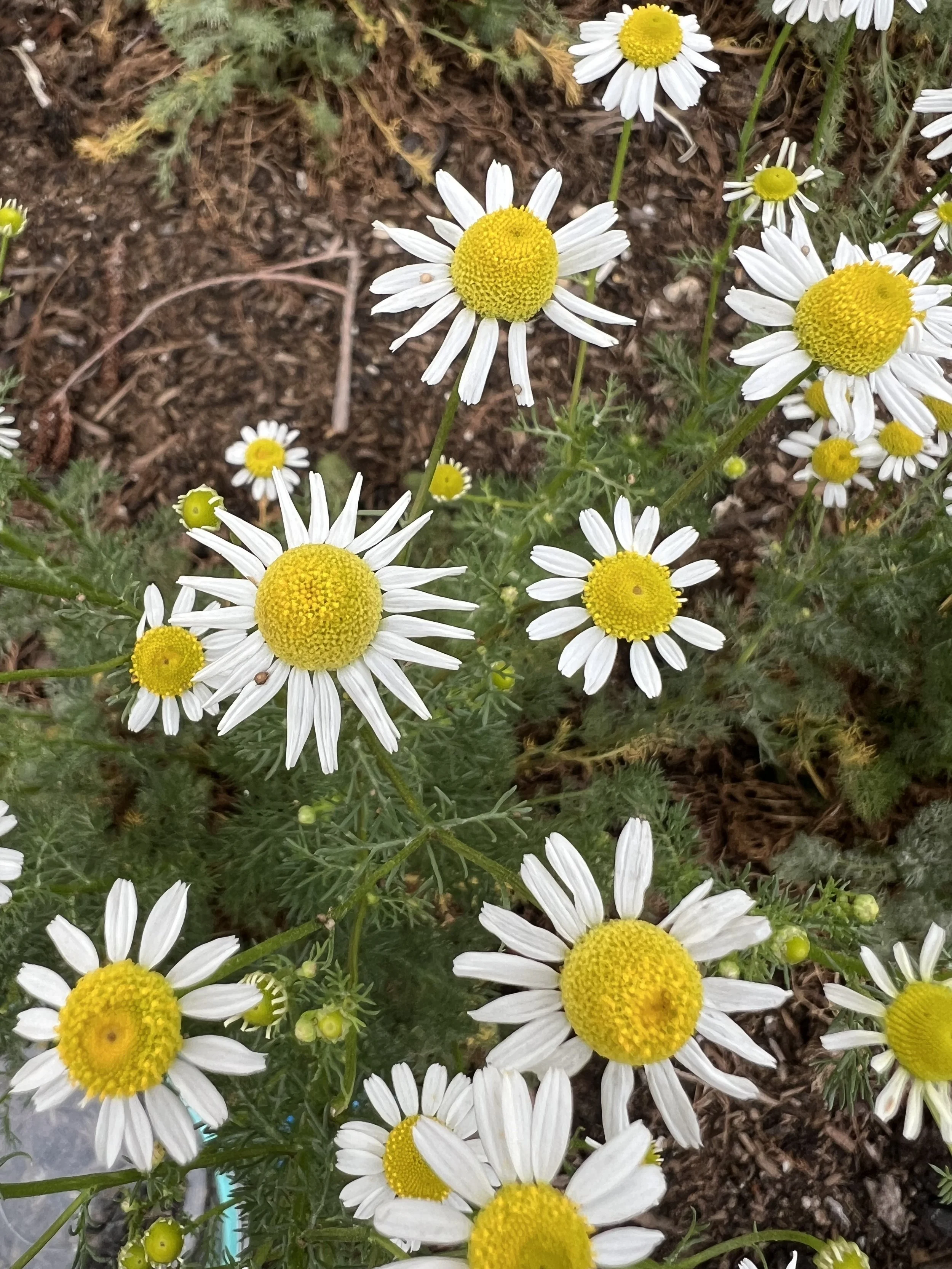 Herbalism: Tincture Making