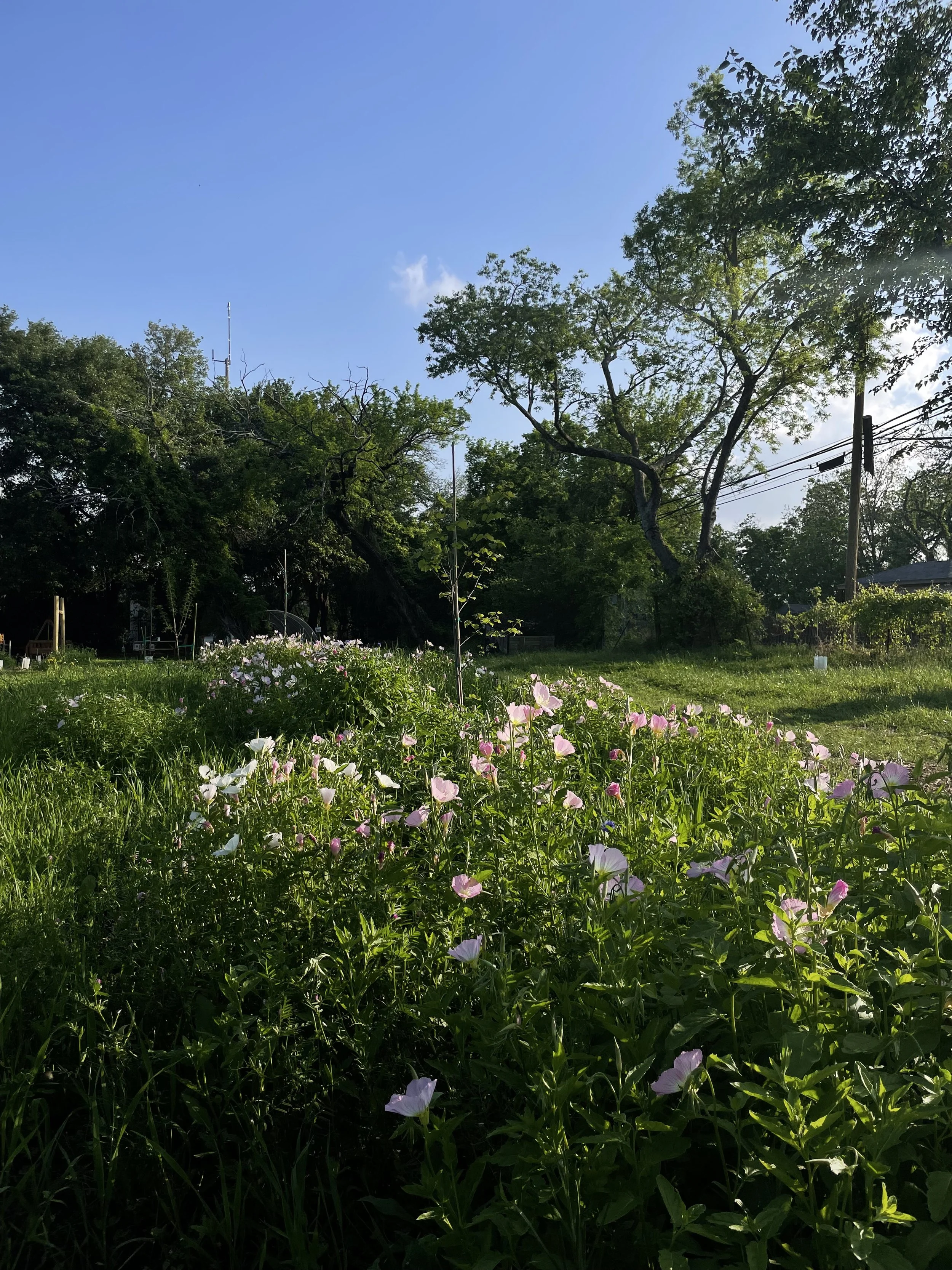 A lush green garden with blooming pink and white flowers under a blue sky with some clouds, surrounded by trees and utility poles.