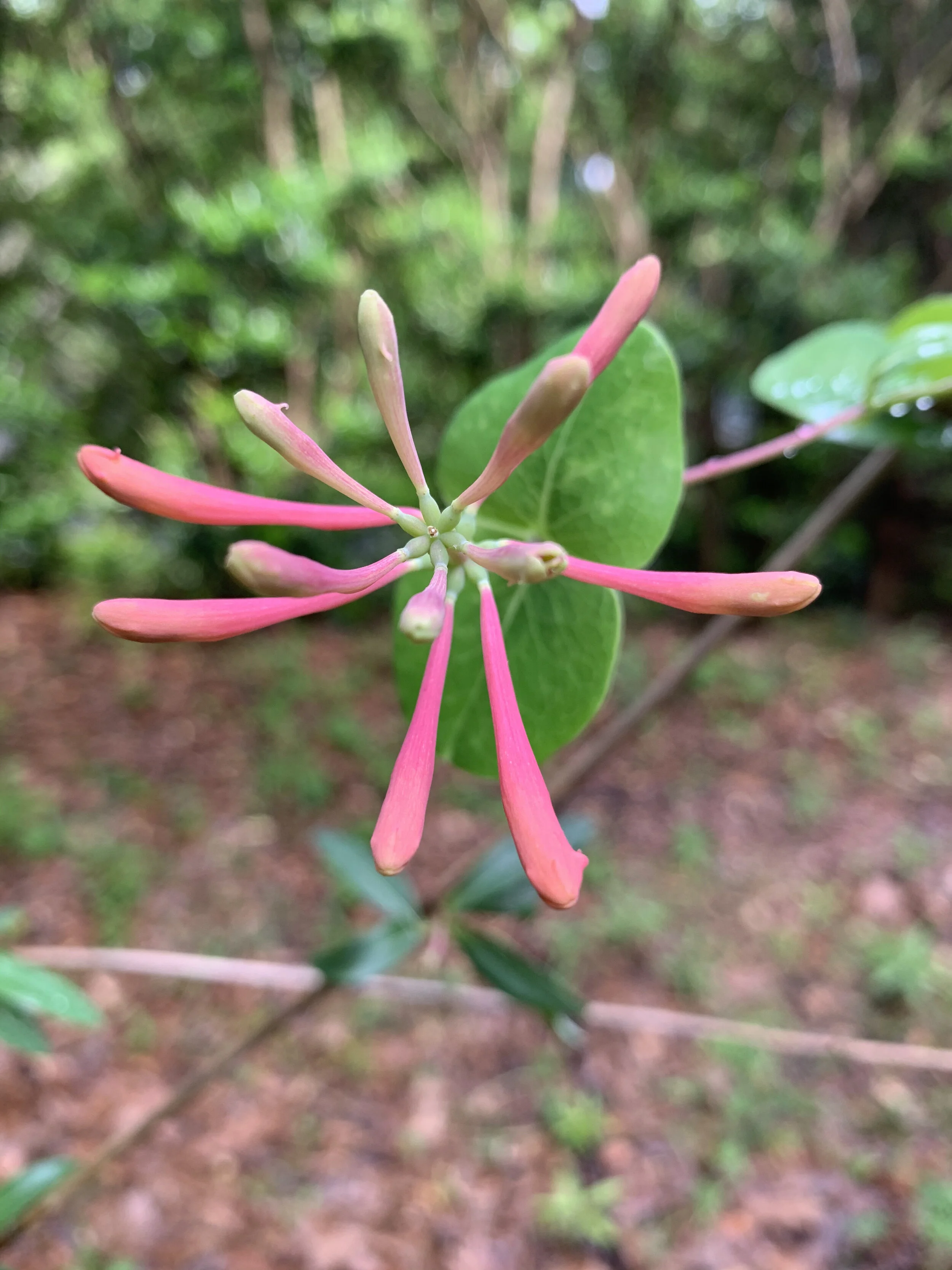 IMG_6003.jpg