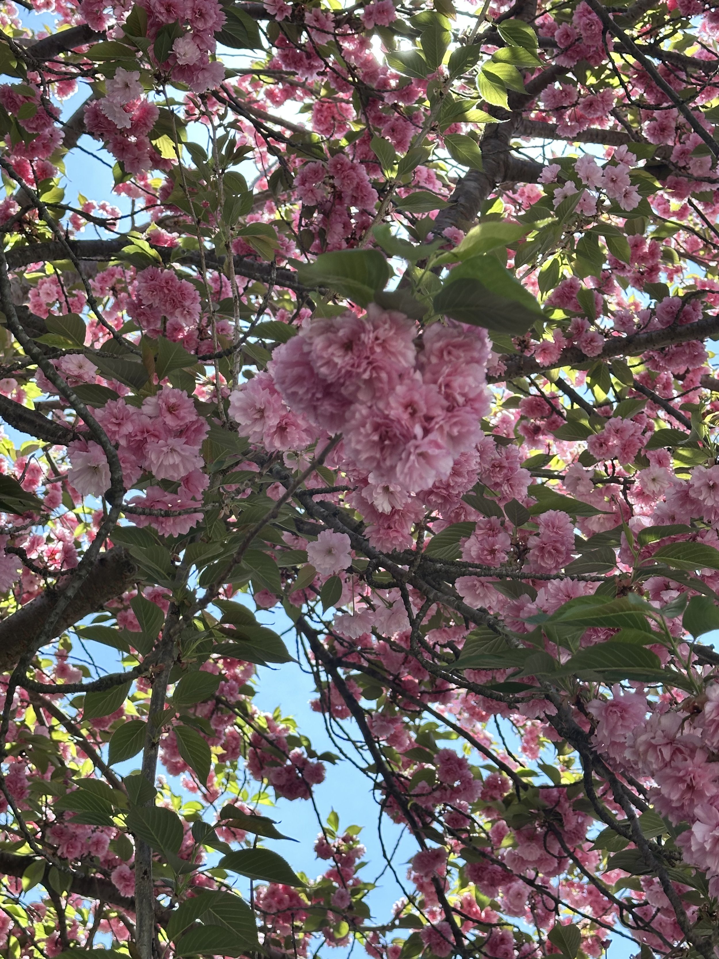 IMG_5340.jpeg