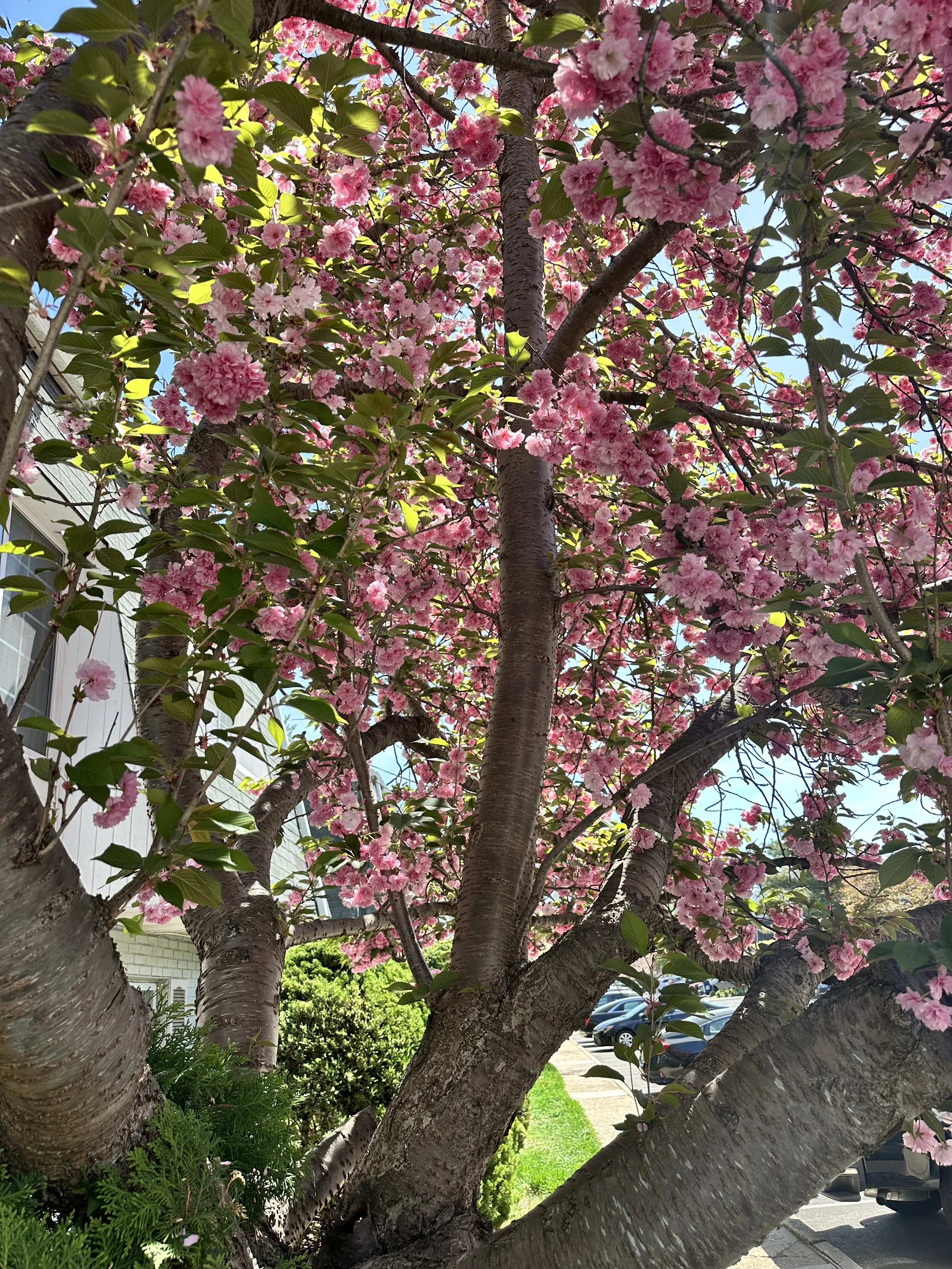 IMG_5339.jpeg