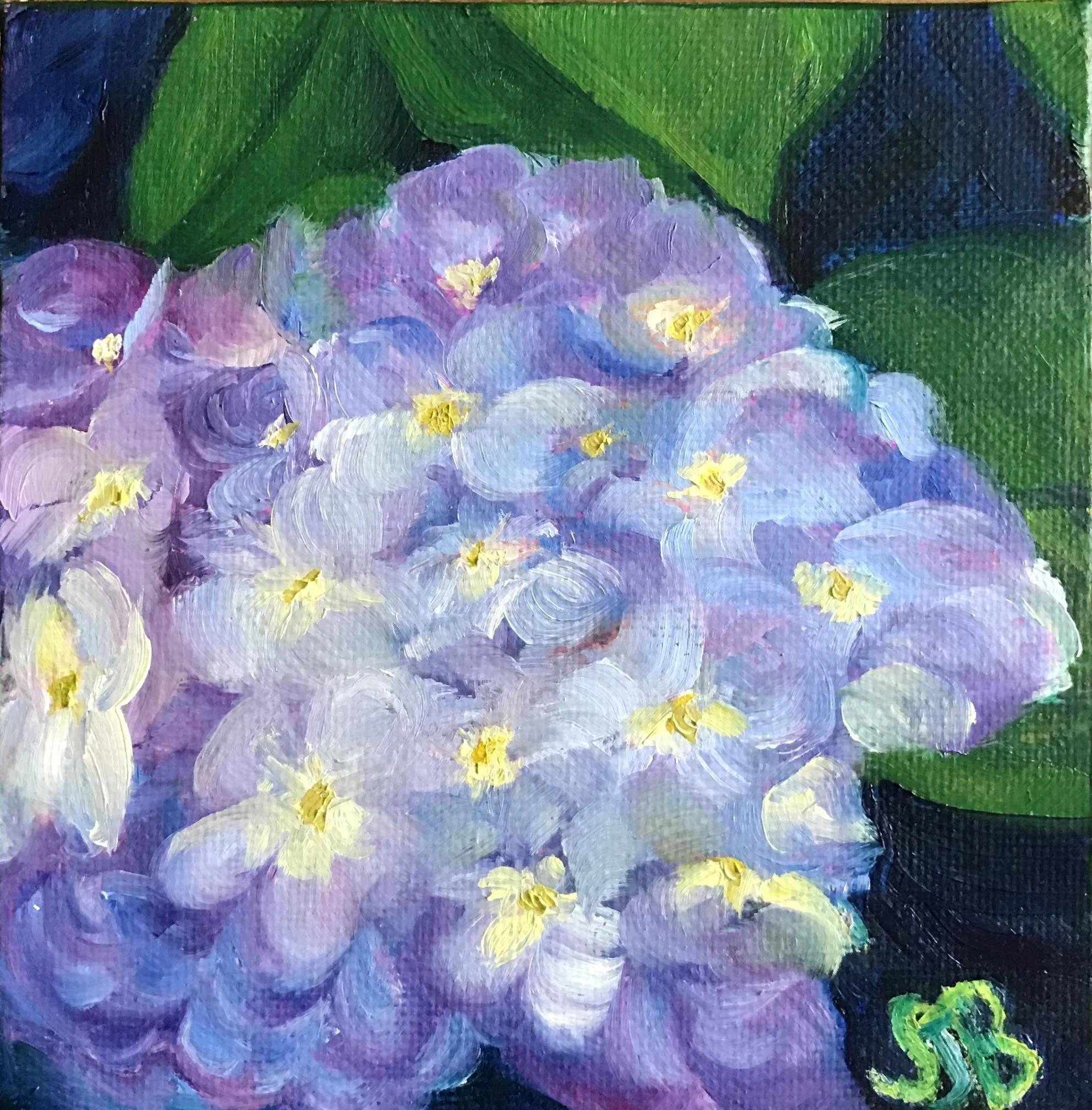 Hydrangea Mini