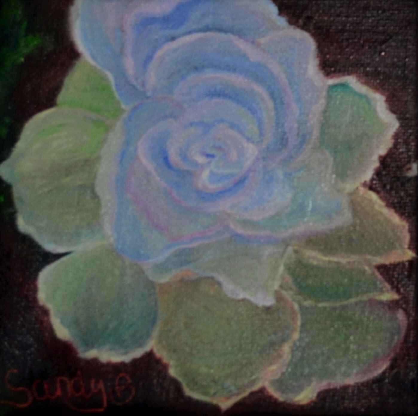 My favourite succulent