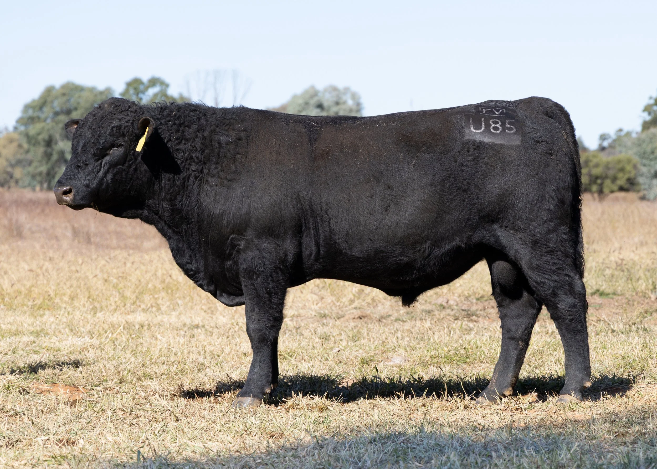 LOT 23 - FAIRVIEW ULTIMO U85 (PP) (AI) (B)