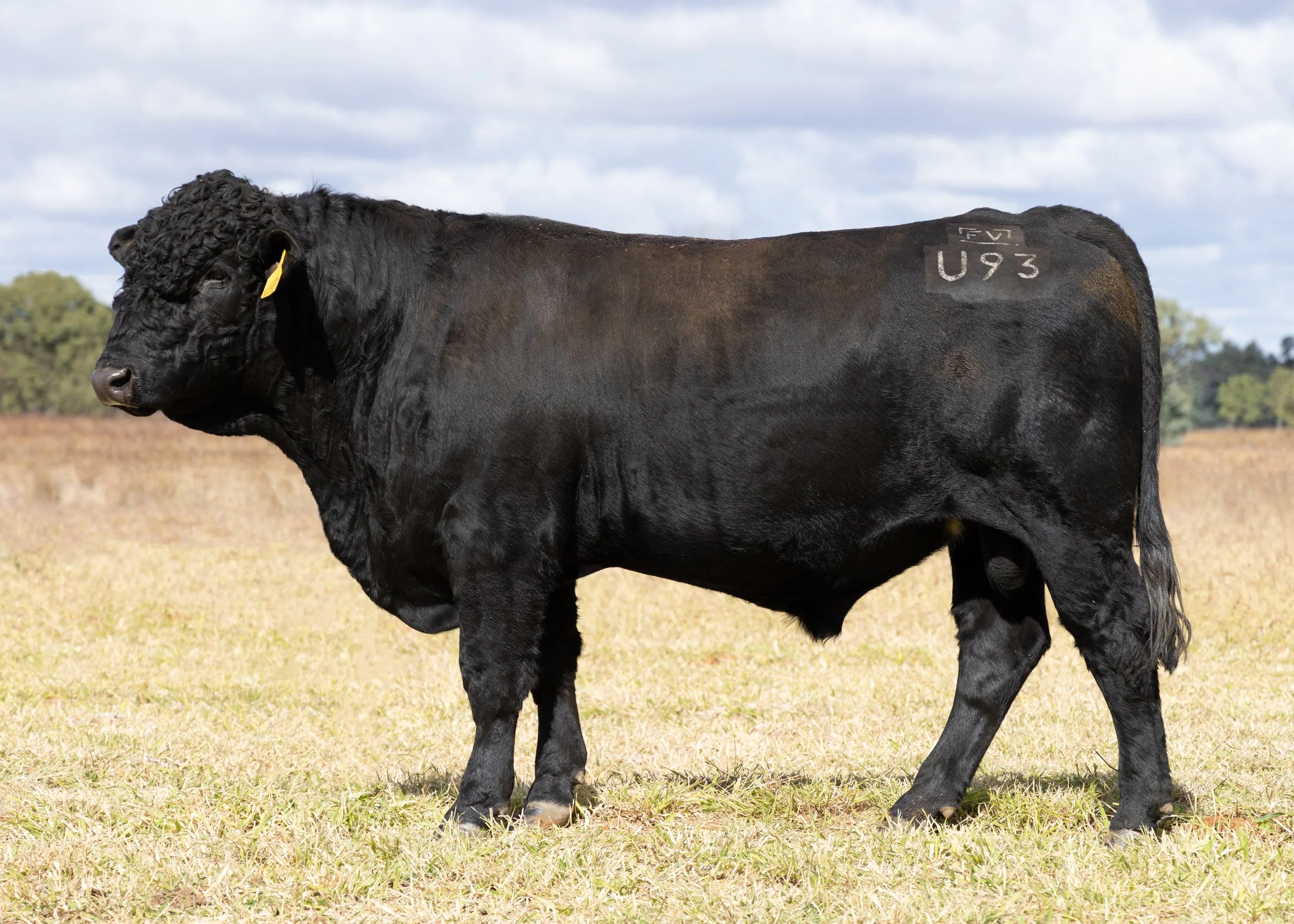 LOT 8 - FAIRVIEW UNDENIABLE U93 (PP) (AI) (B)