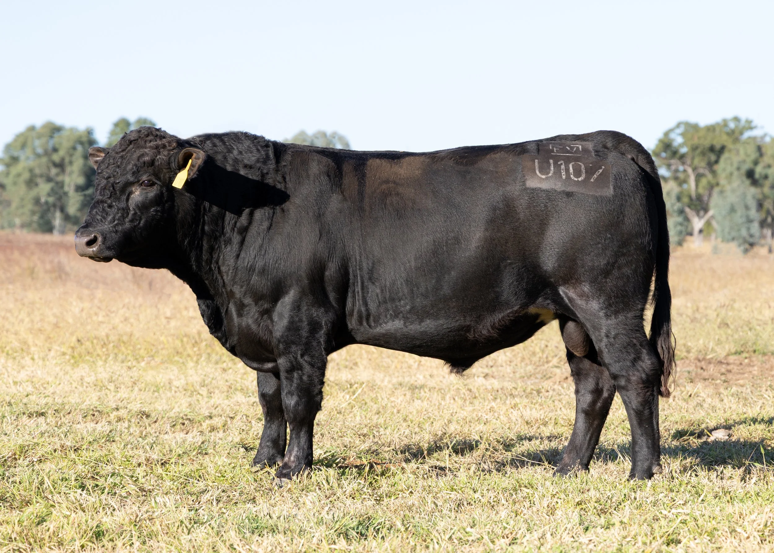 LOT 1 - FAIRVIEW UNSTOPPABLE U107 (PP) (AI) (B)