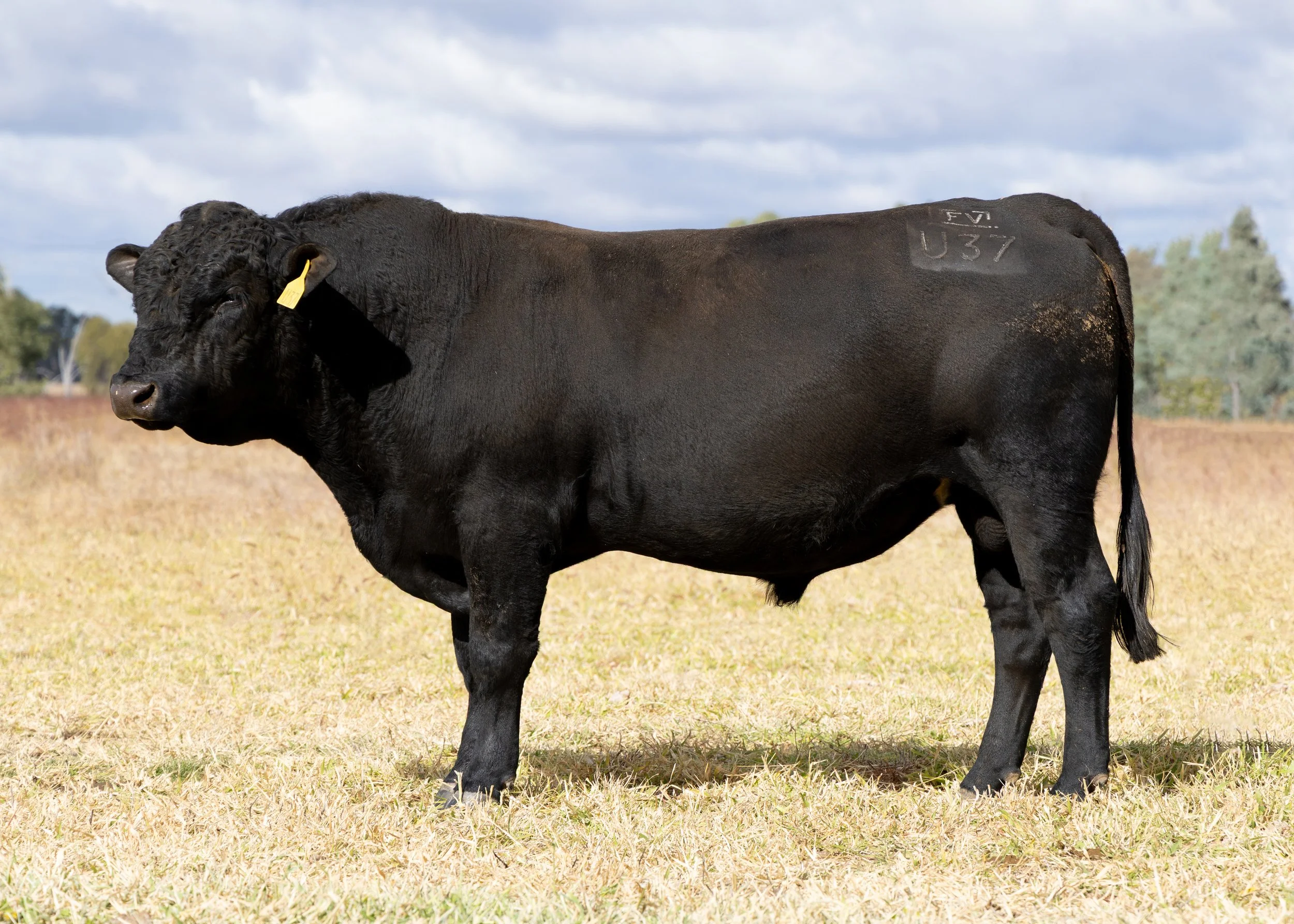 LOT 2 - FAIRVIEW UPFRONT U37 (PP) (AI) (B)
