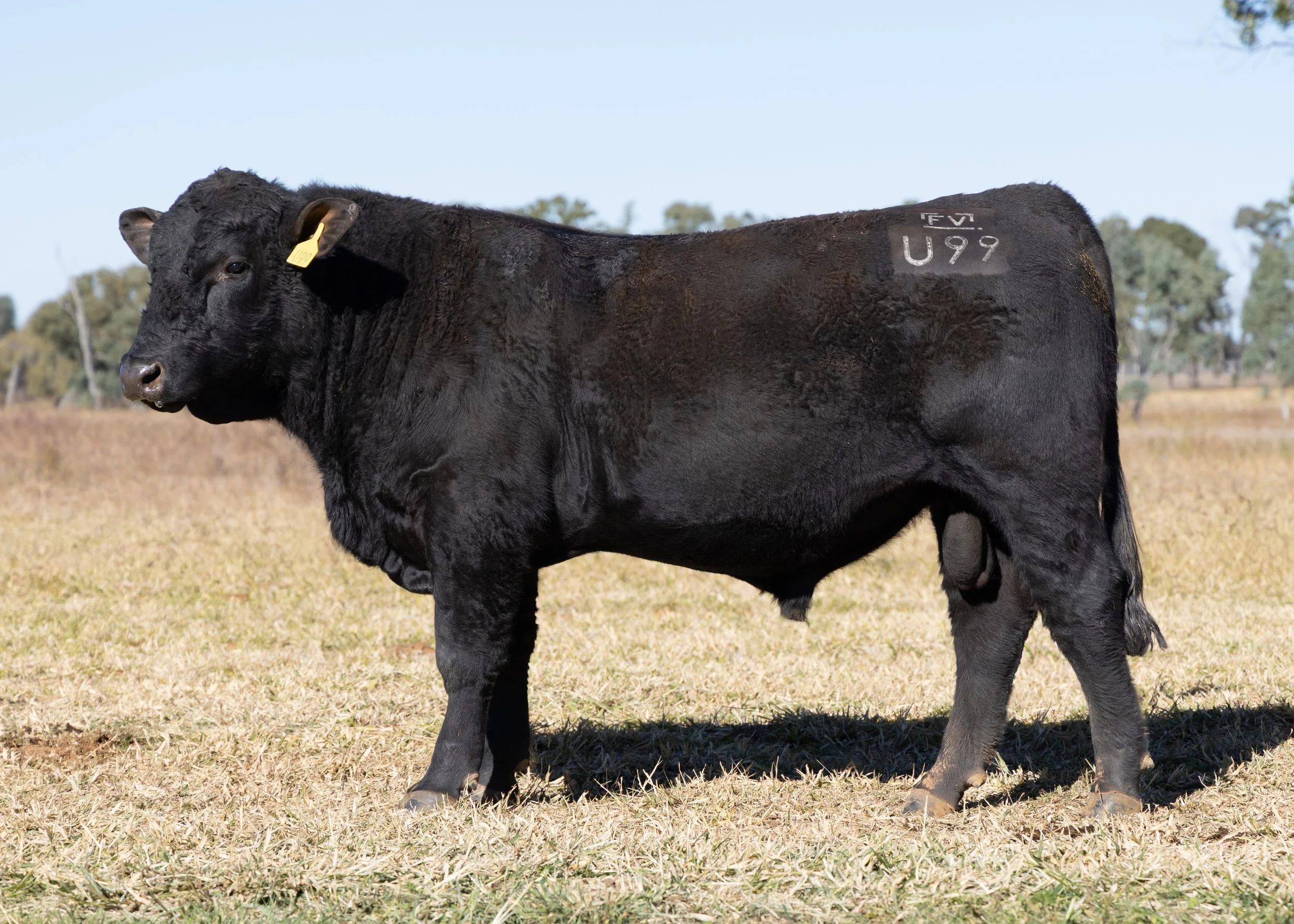 LOT 27 - FAIRVIEW ULRICH U99 (PP) (AI) (B)