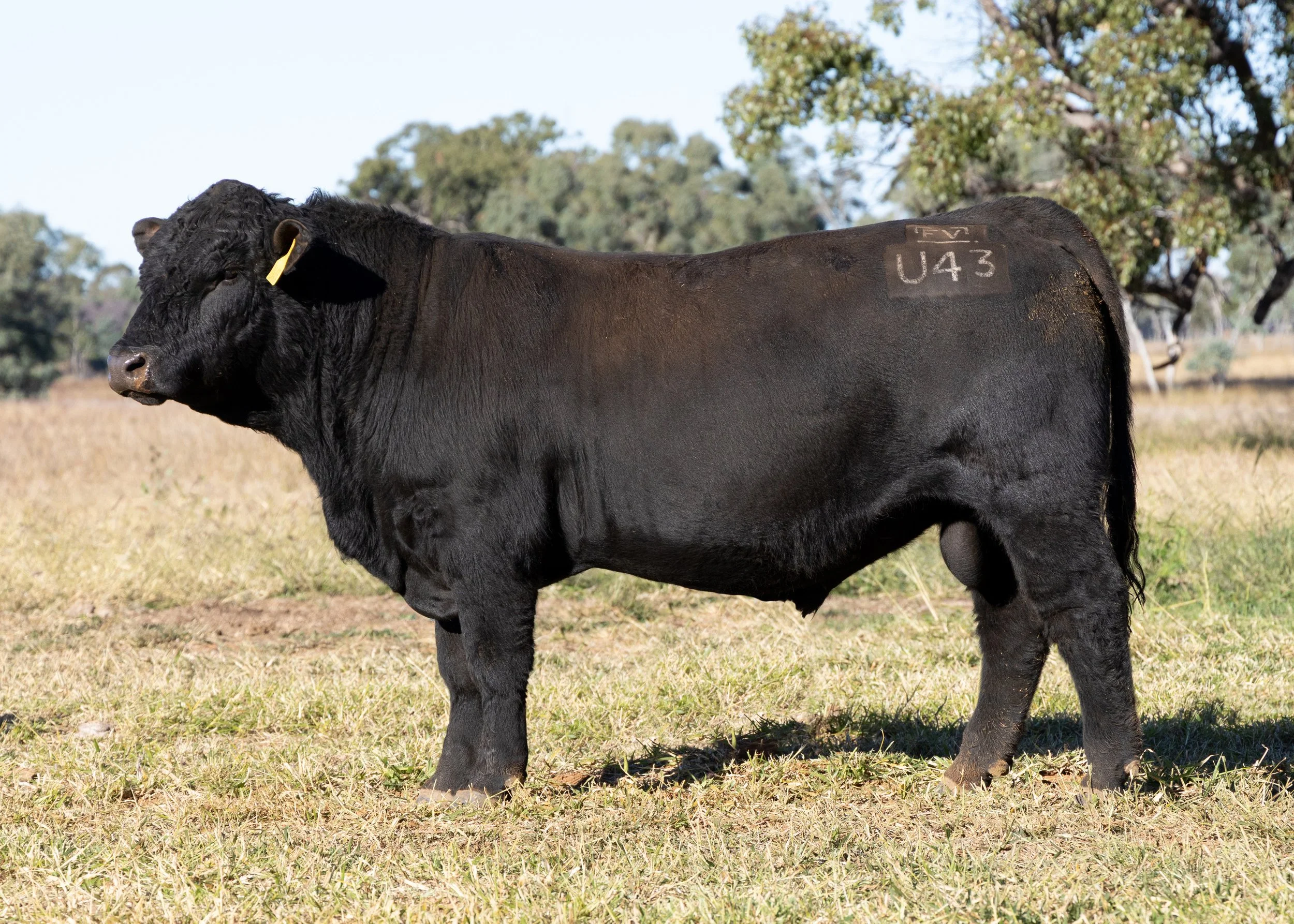 LOT 20 - FAIRVIEW UNDERDAKS U43 (PP) (AI) (B)