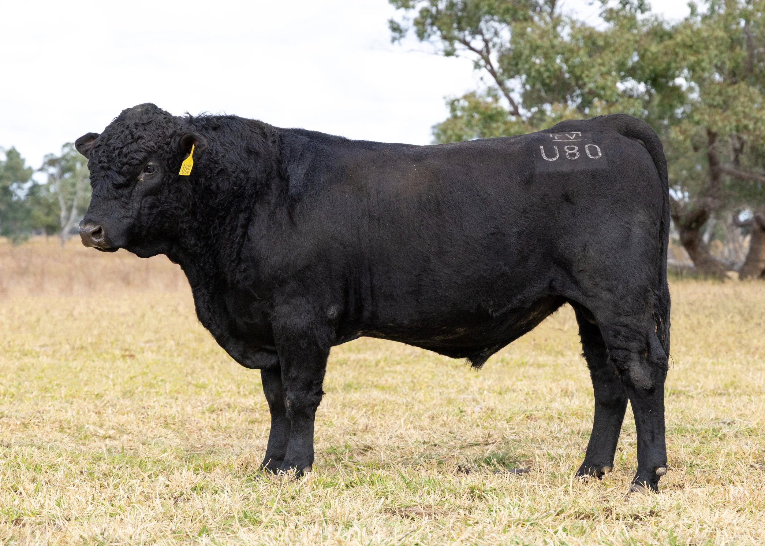 LOT 4 - FAIRVIEW UNCLEBUCK U80 (PP) (AI) (B)