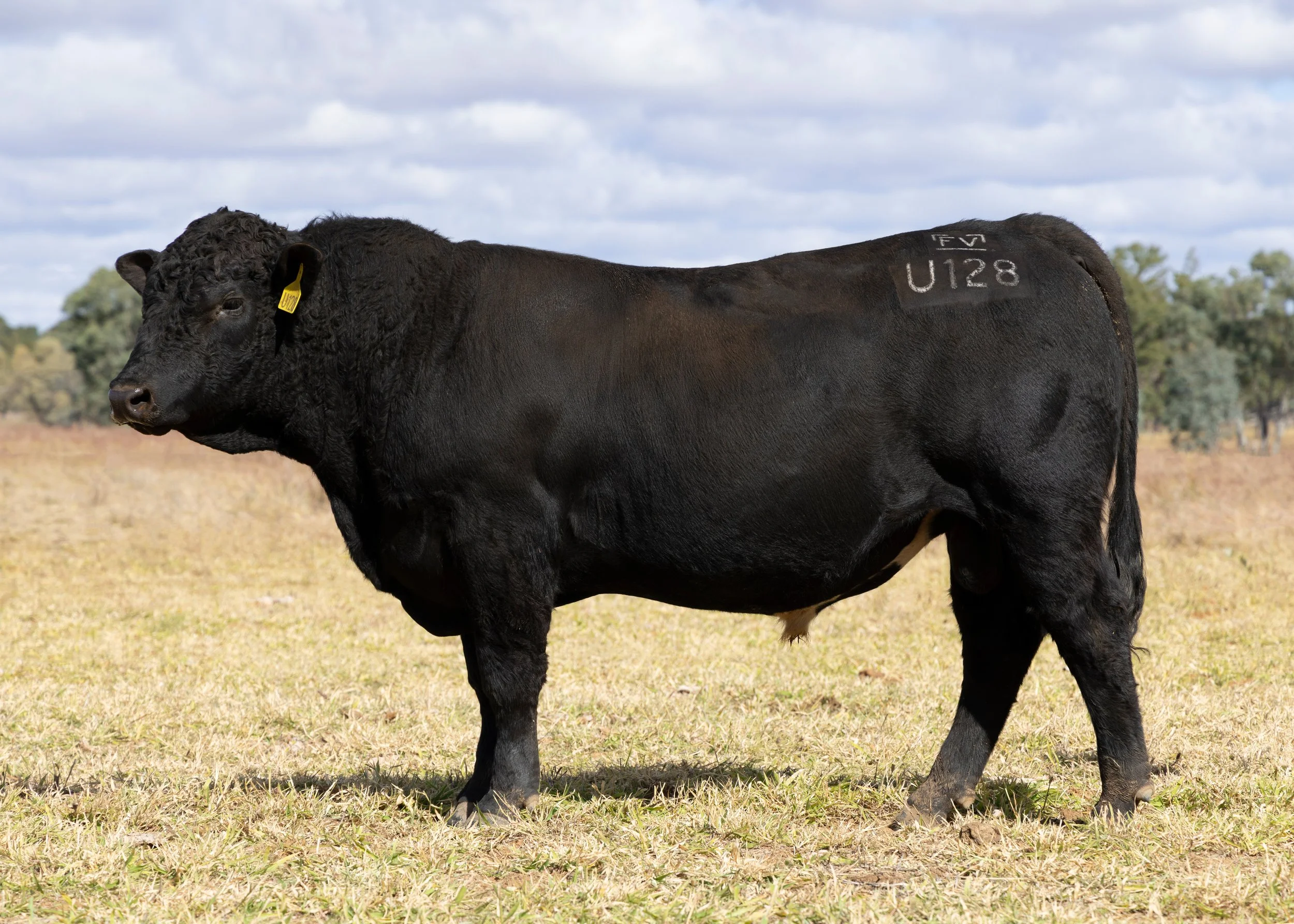 LOT 13 - FAIRVIEW UP N COMING U128 (PP) (AI) (B)