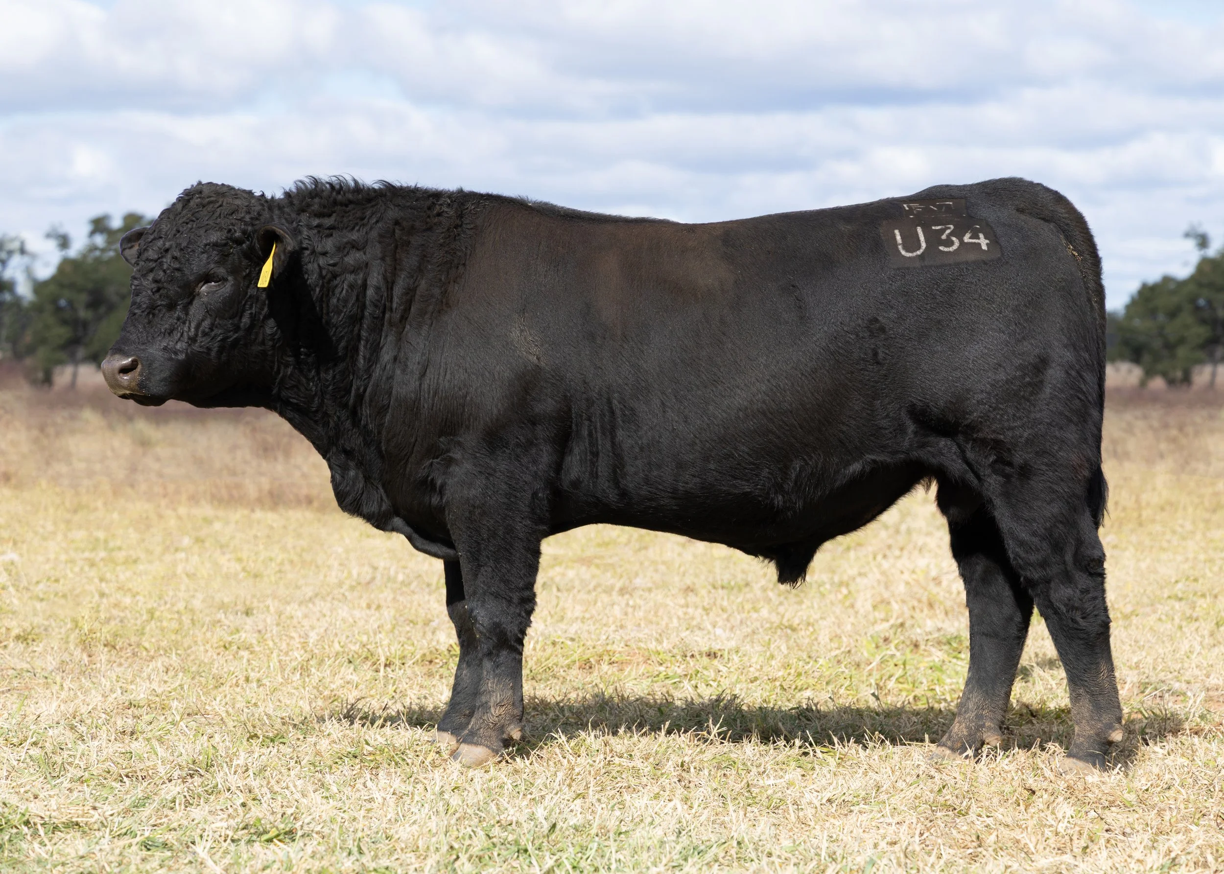 LOT 11 - FAIRVIEW UPBEAT U34 (PP) (AI) (B)