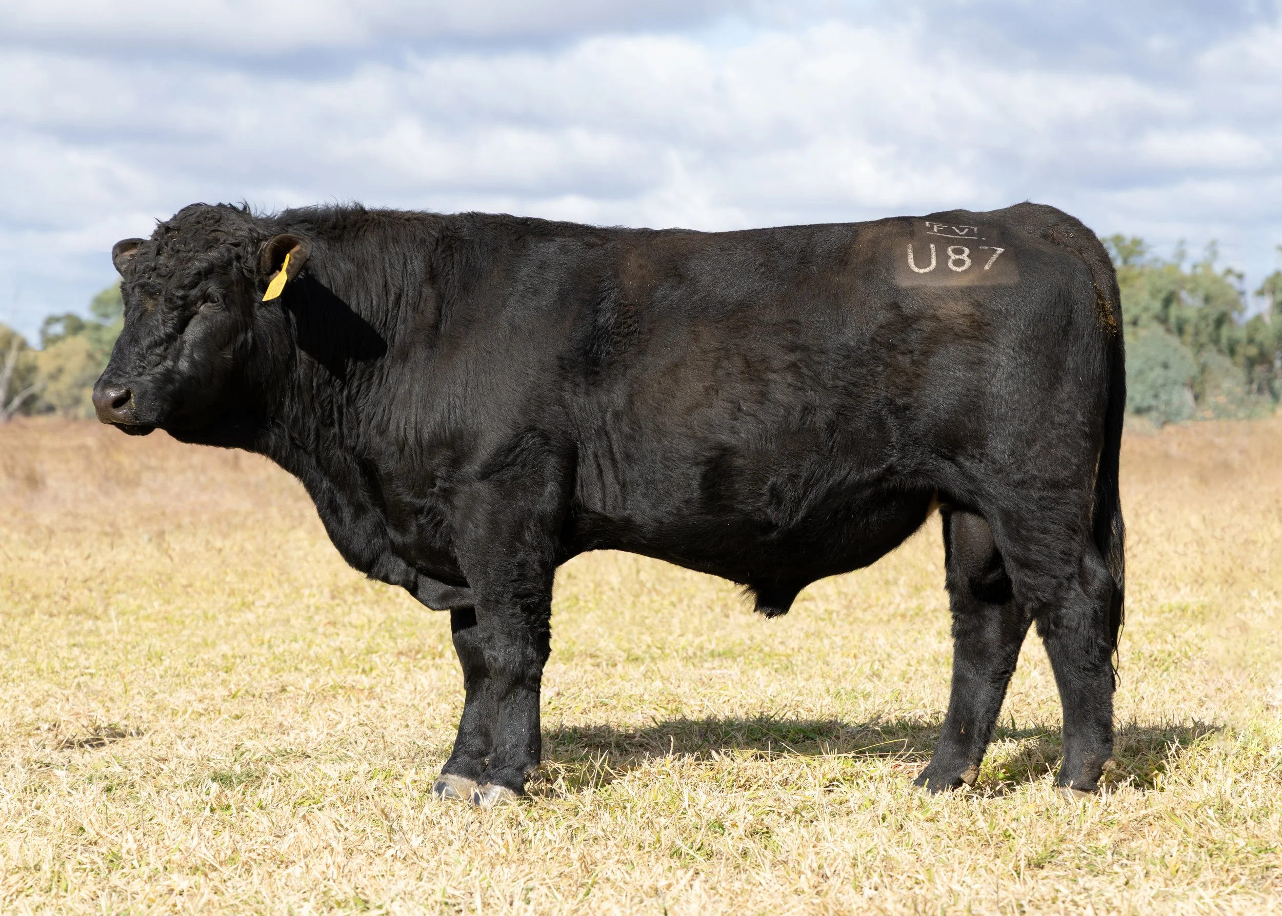 LOT 3 - FAIRVIEW UPMARKET U87 (Pp) (AI) (B)