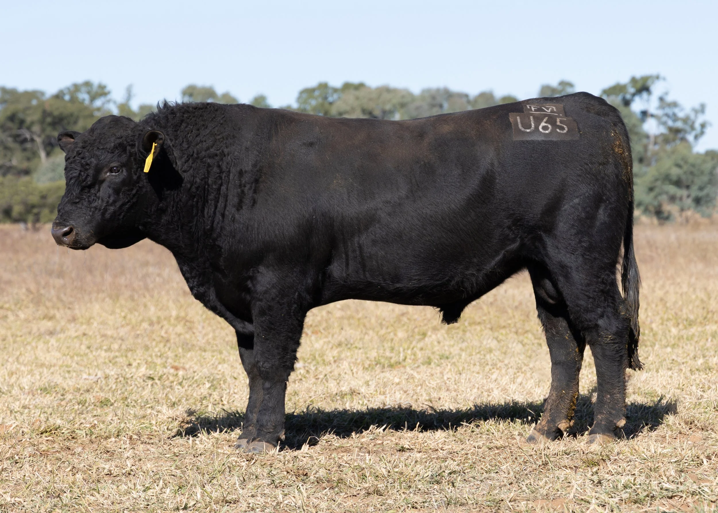 LOT 30 - FAIRVIEW UPSHOT U65 (PP) (AI) (B)
