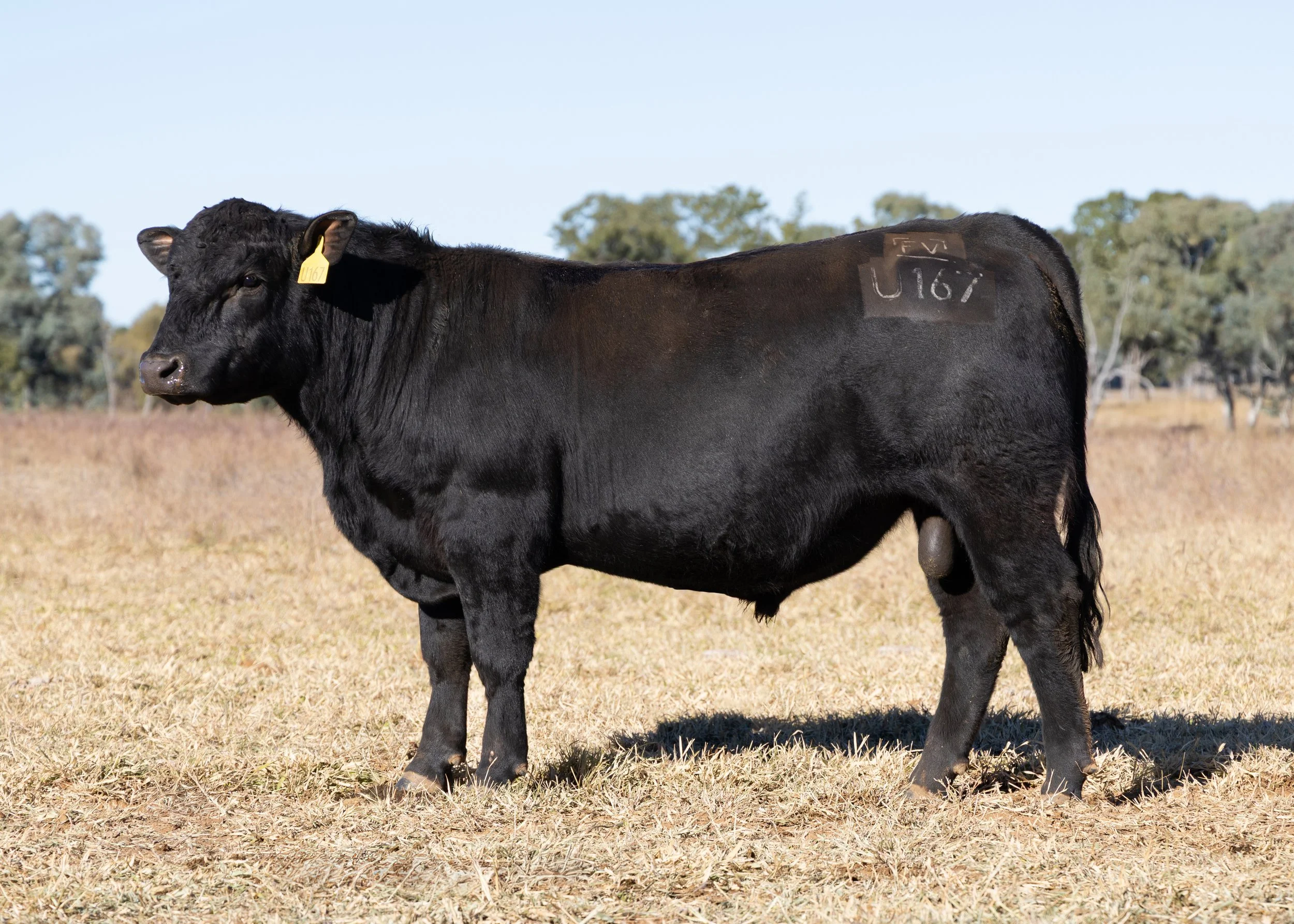 LOT 50 - FAIRVIEW UNRULY U167 (PP) (AI) (B)