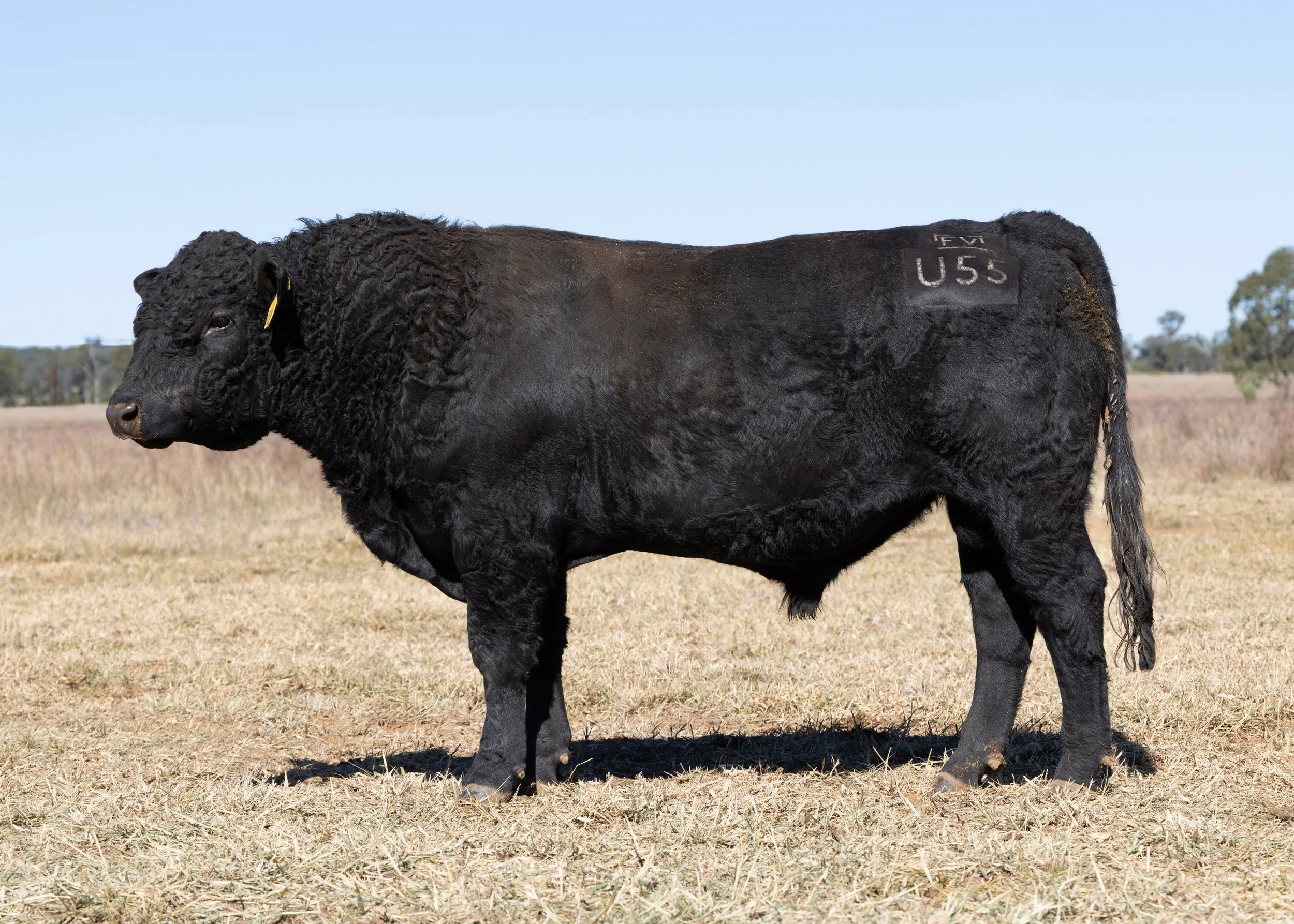 LOT 32 - FAIRVIEW UNCHAINED U55 (PP) (AI) (B)