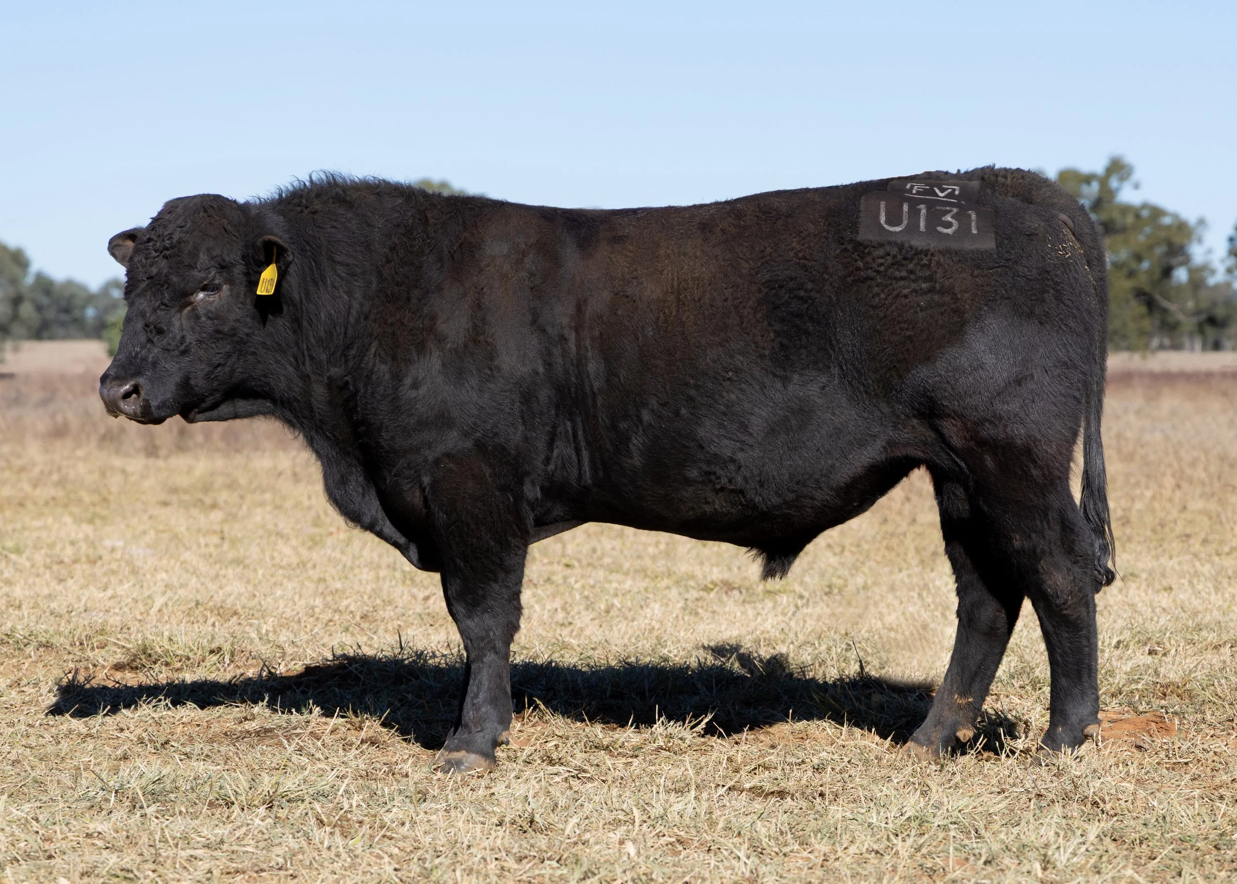LOT 37 - FAIRVIEW UNSURPASSED U131 (PP) (AI) (B)