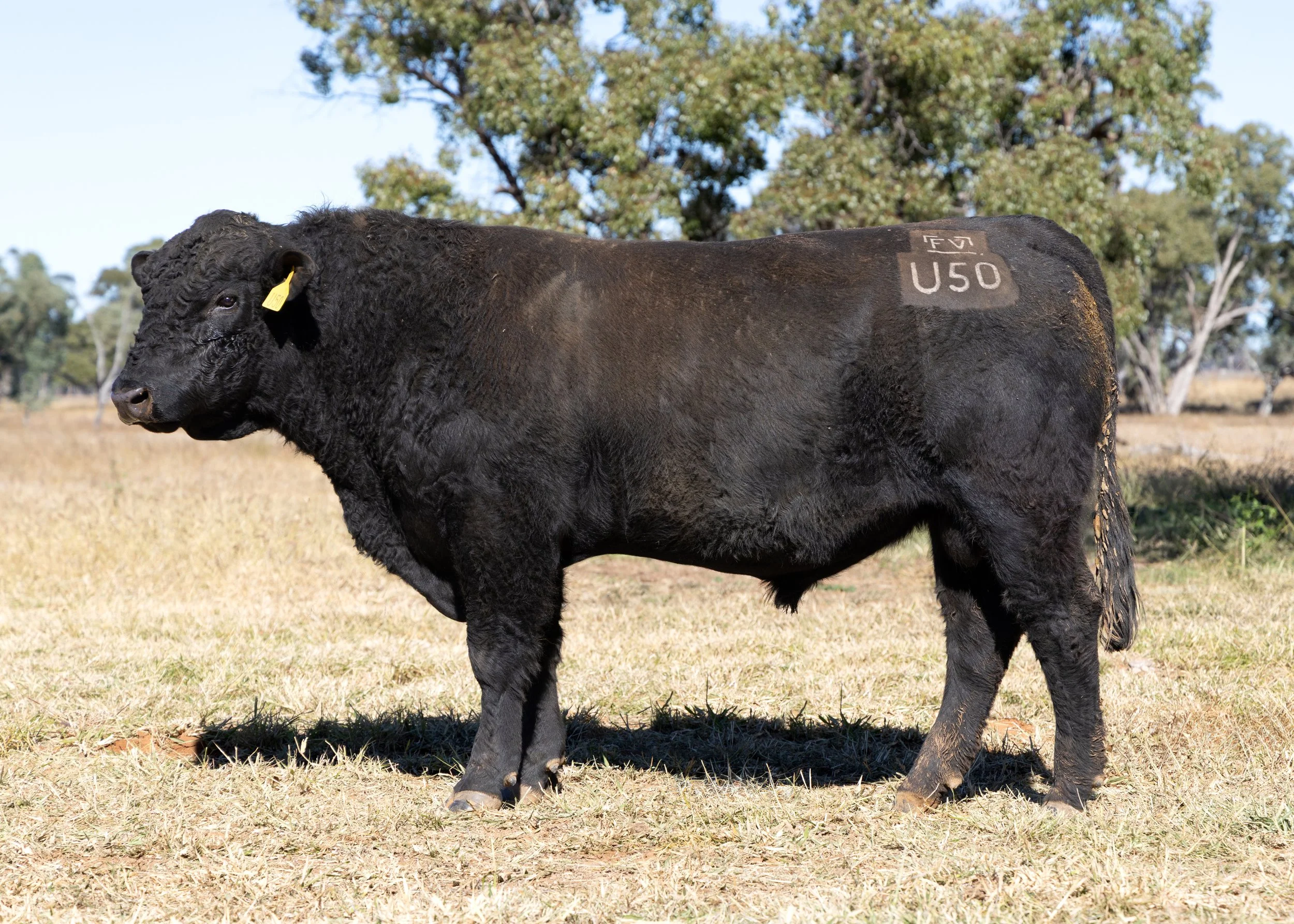 LOT 21 - FAIRVIEW UNCANNY U50 (PP) (AI) (B)