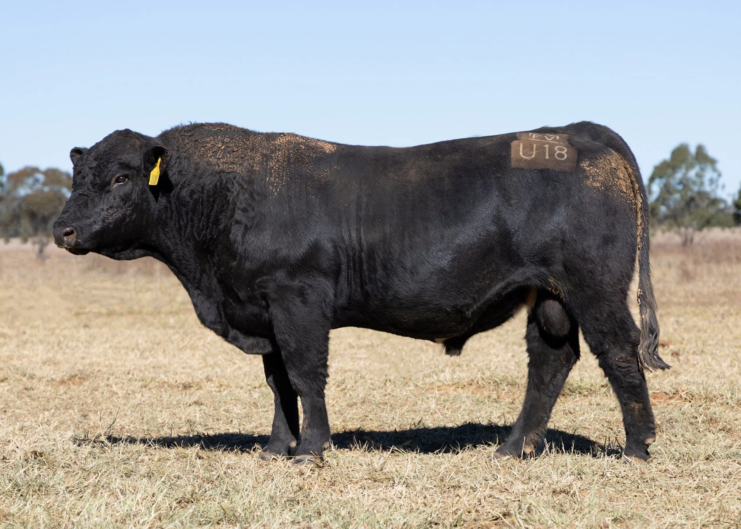 LOT 36 - FAIRVIEW UPGRADE U18 (PP) (AI) (B)