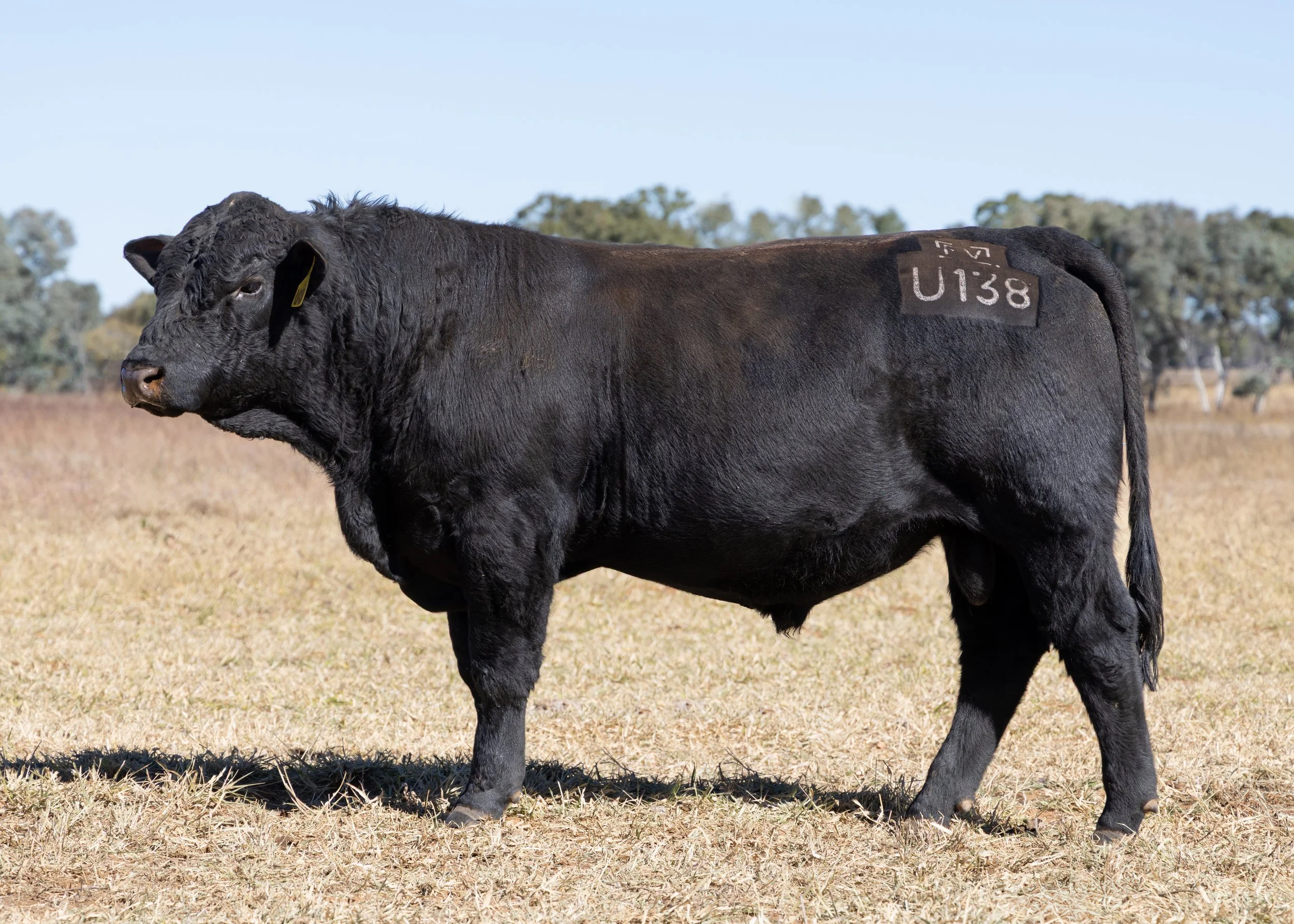 LOT 34 - FAIRVIEW UNSUNG HERO U138 (PP) (AI) (B)