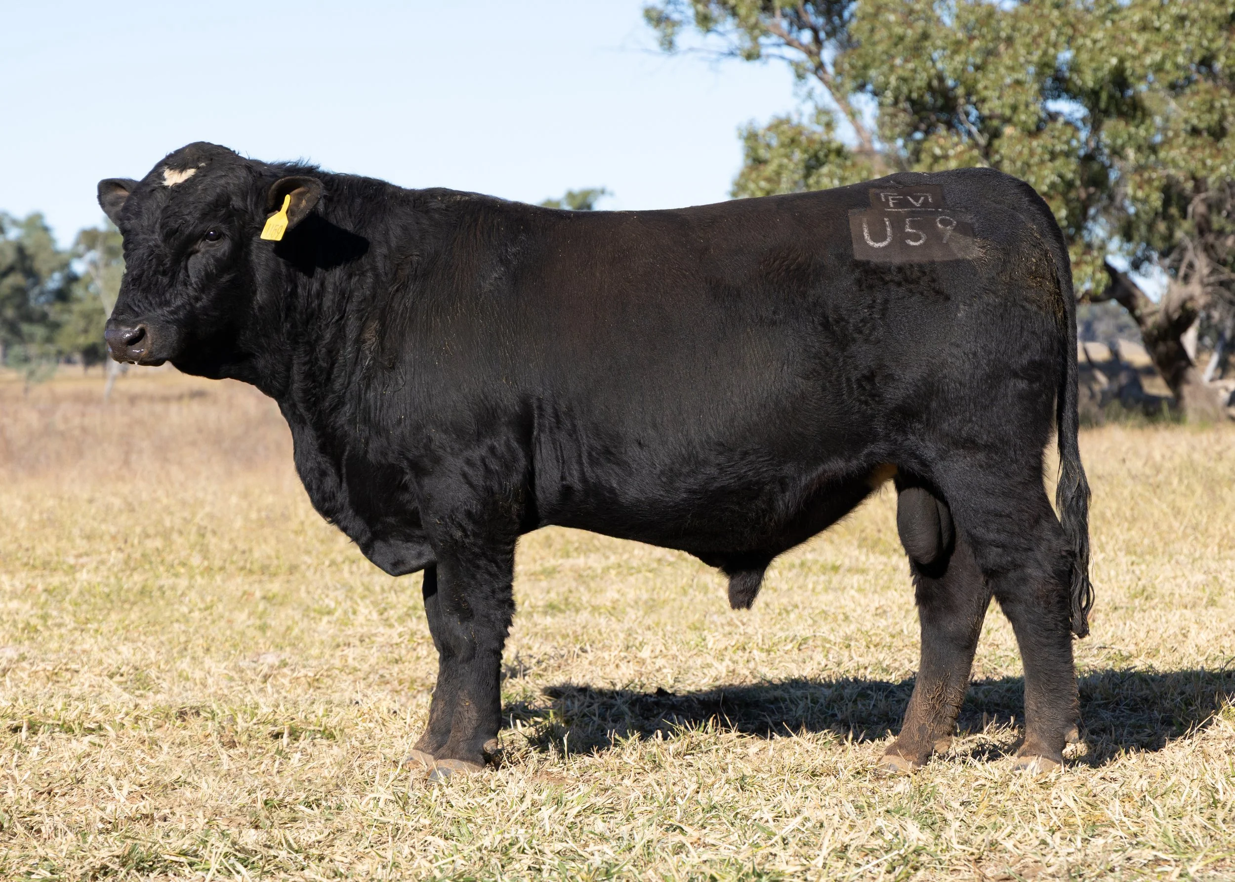 LOT 25 - FAIRVIEW UNCORKED U59 (PP) (AI) (B)