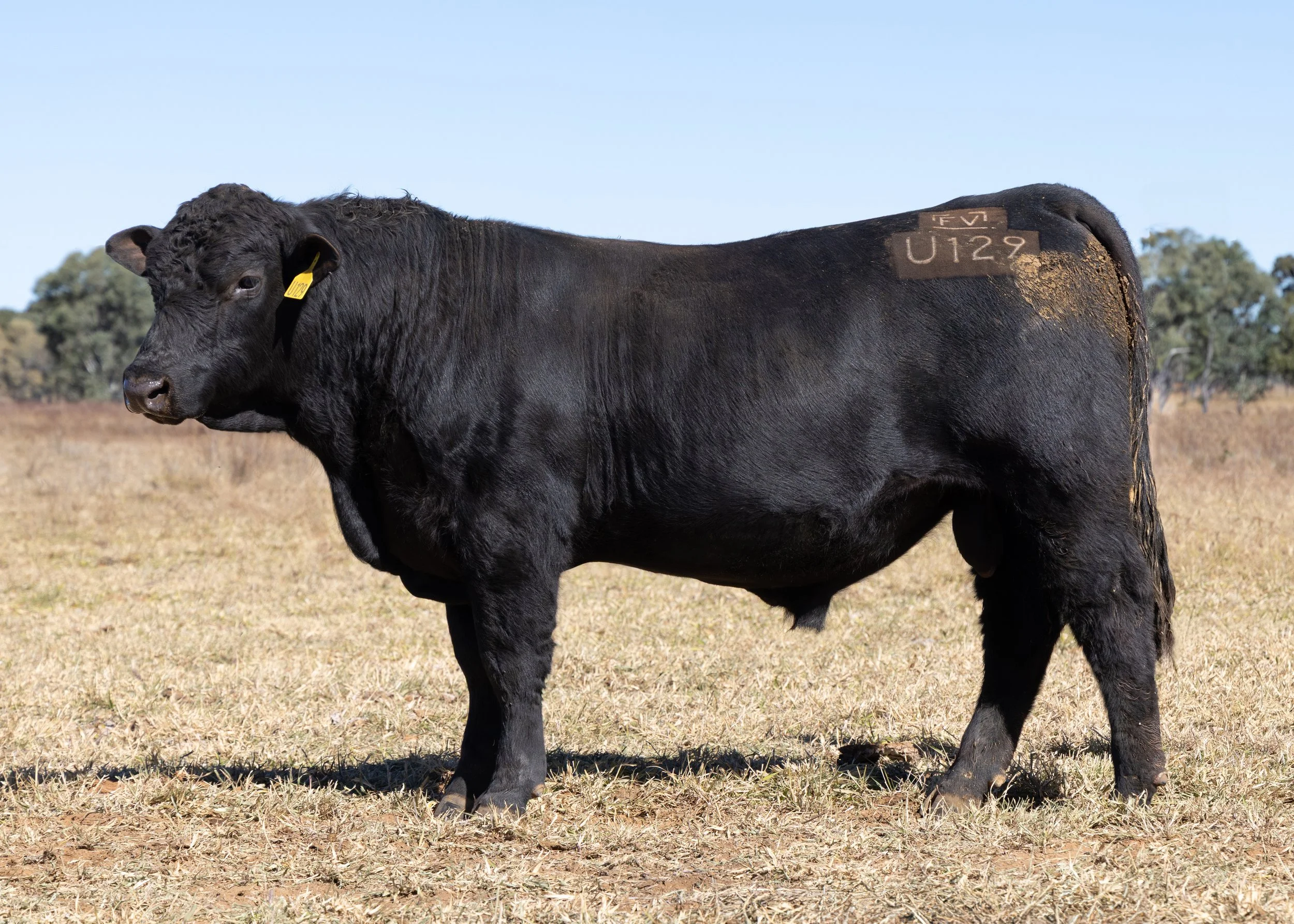 LOT 39 - FAIRVIEW UPTONOGOOD U129 (PP) (B)