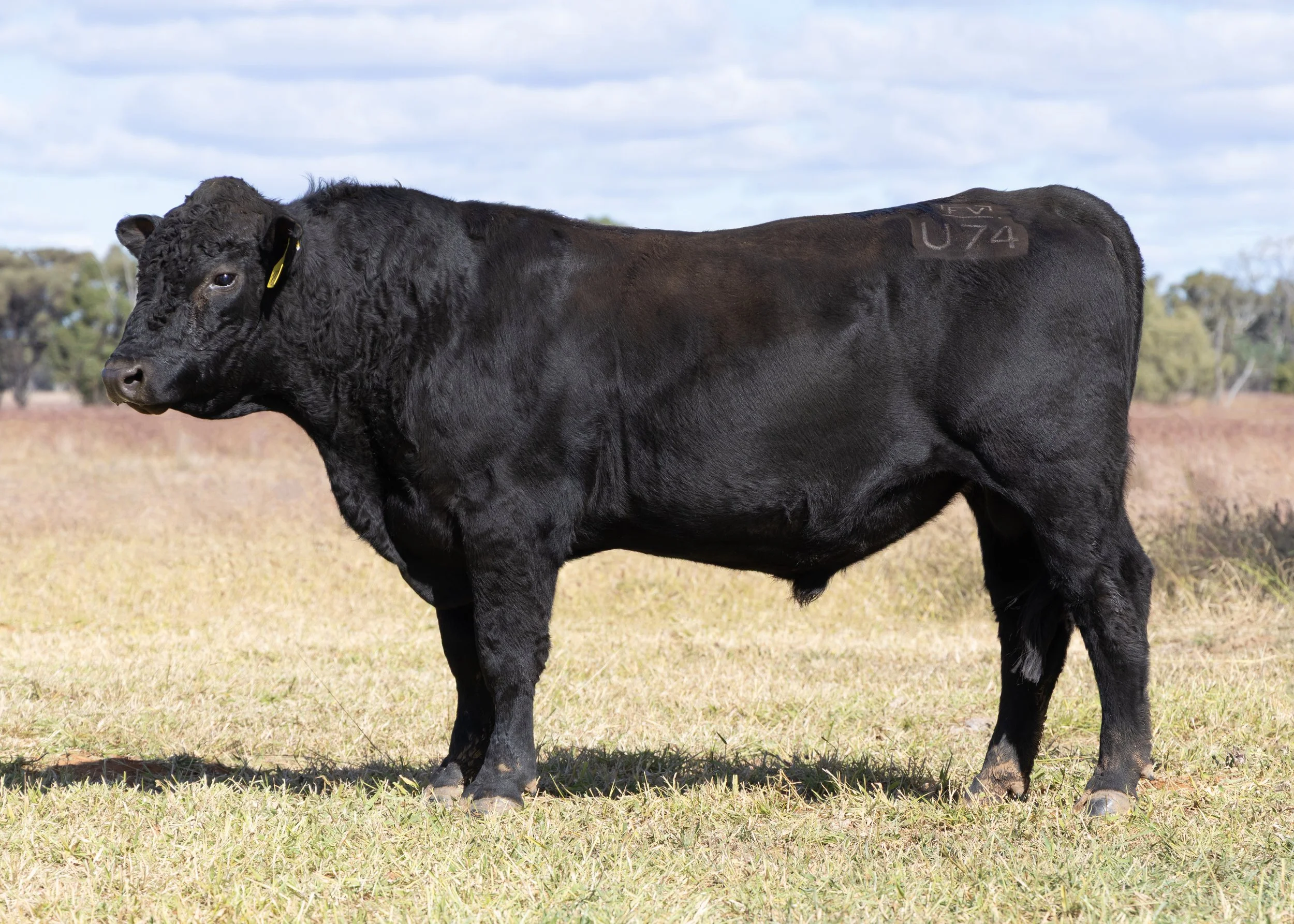 LOT 15 - FAIRVIEW UNPARALLELED U74 (PP) (AI) (B)