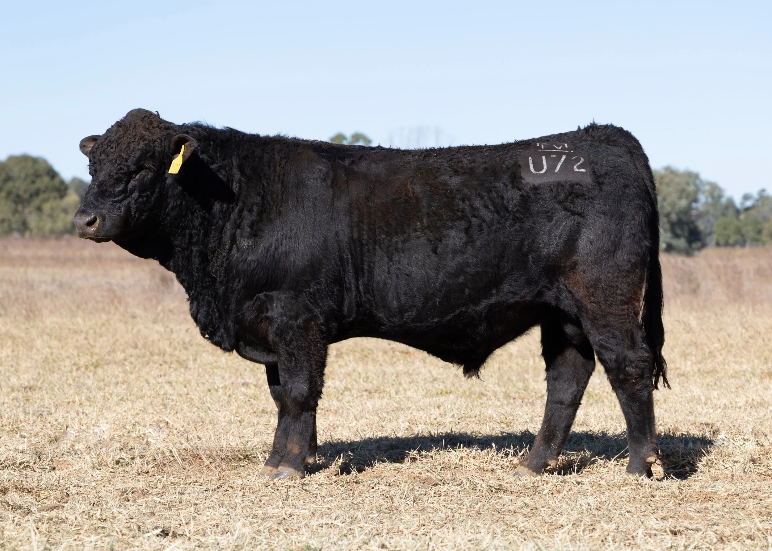 LOT 40 - FAIRVIEW ULTIMATE U72 (PP) (AI) (B)
