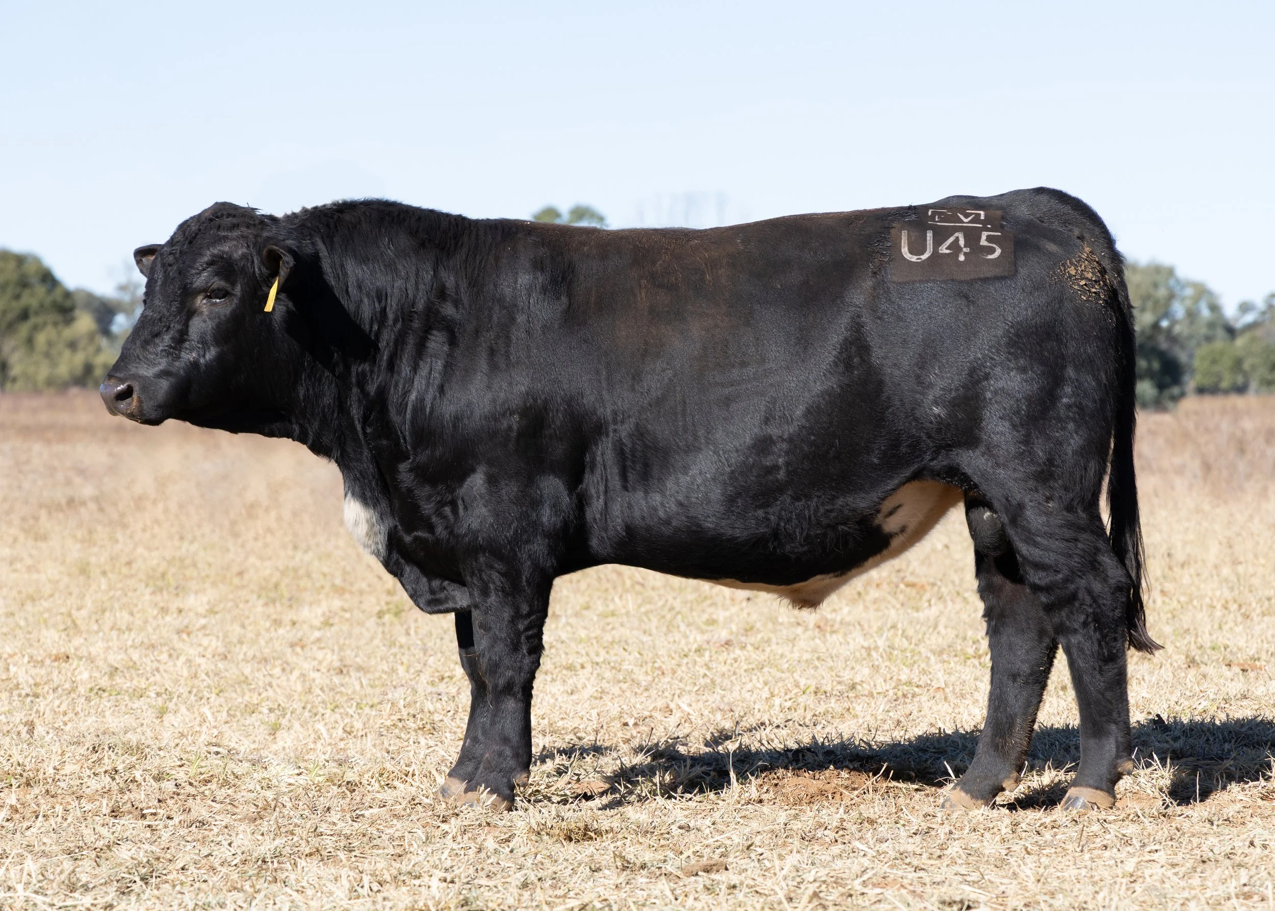 LOT 45 - FAIRVIEW UNDERBELLY U45 (PP) (AI) (B) (TWIN)