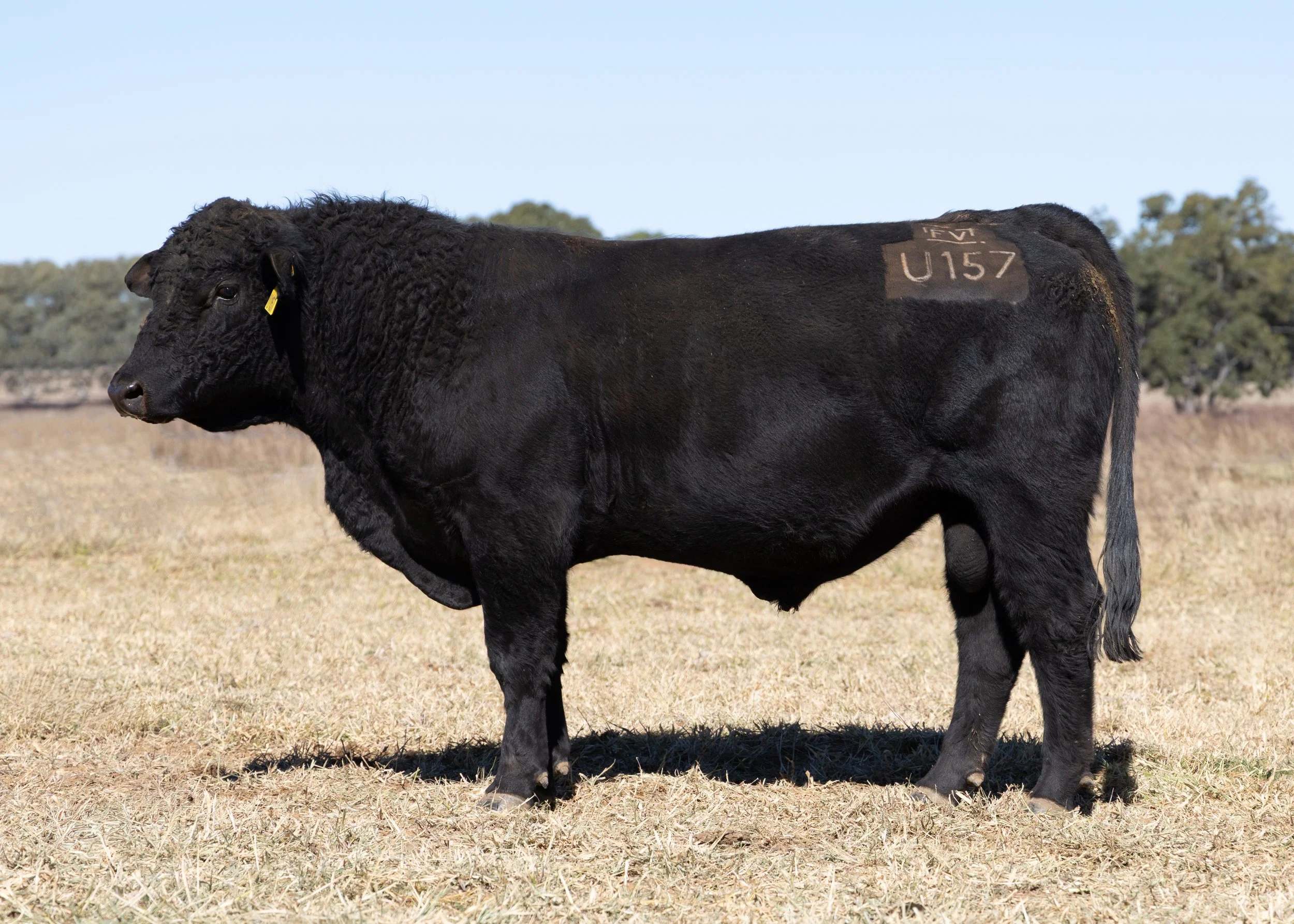 LOT 38 - FAIRVIEW UNRESERVED U157 (PP) (B)