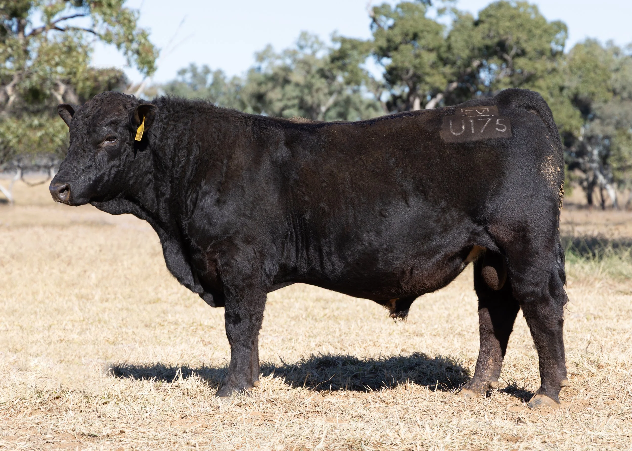 LOT 43 - FAIRVIEW UPPERCLASS U175 (PP) (B)
