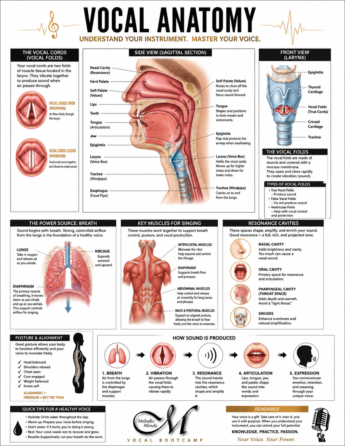 Vocal Anatomy.png