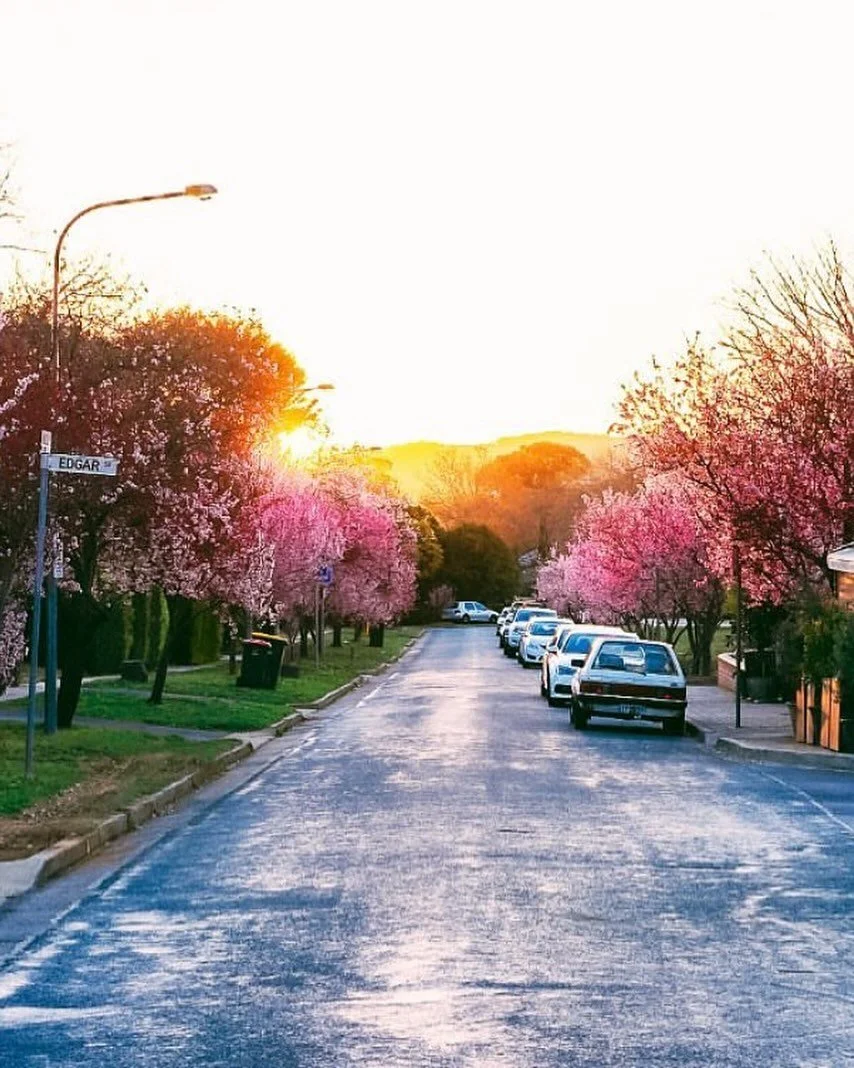 #throwback to the blossoms in 2020!
Have you been through lately to see this years growth? ☺️🌸